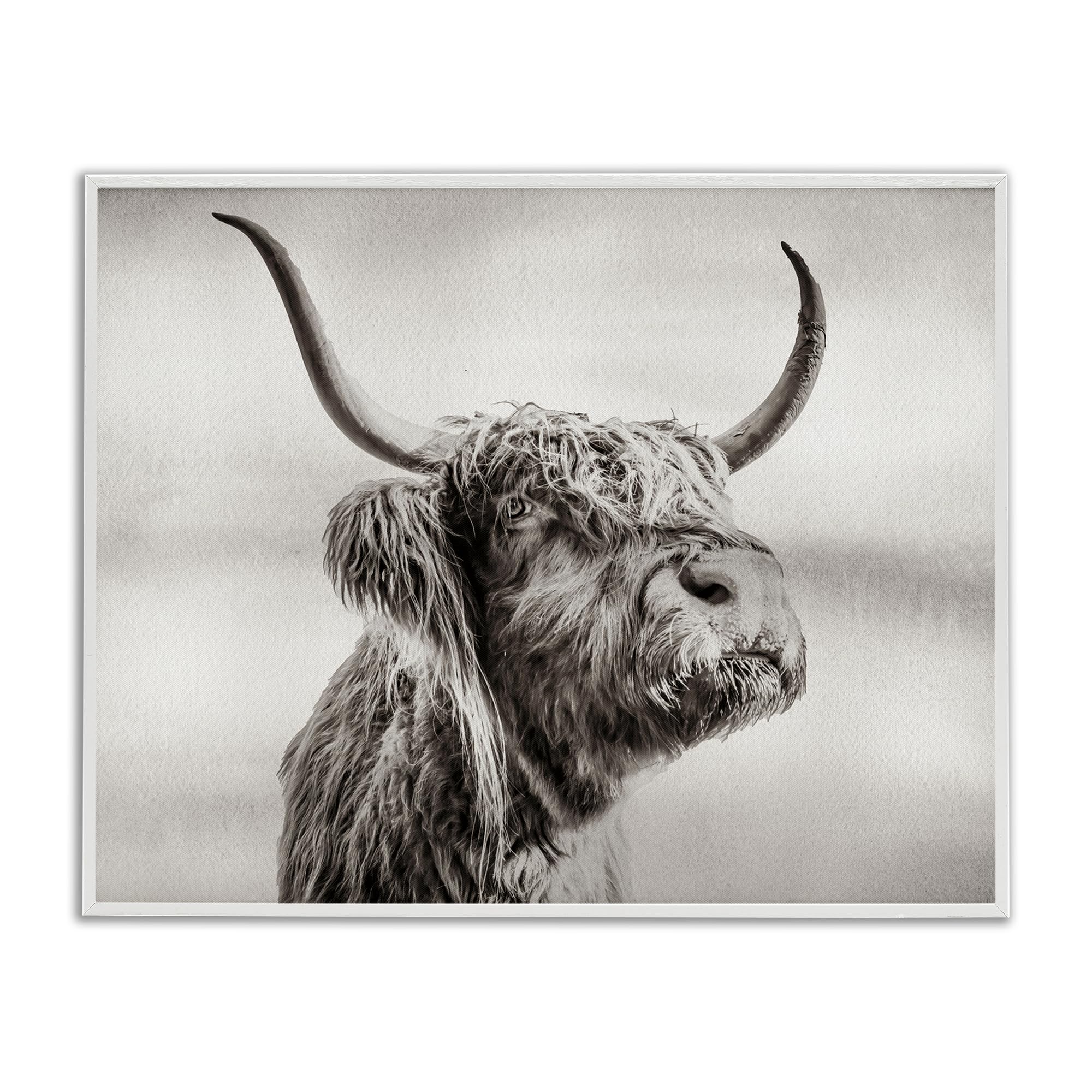 Stupell Industries 'Horned Highland Cow Gazing', Framed Giclee Art, White, 20 x 16 Inches, Easy to Hang and Sturdy, Made in USA, by Julia Frost
