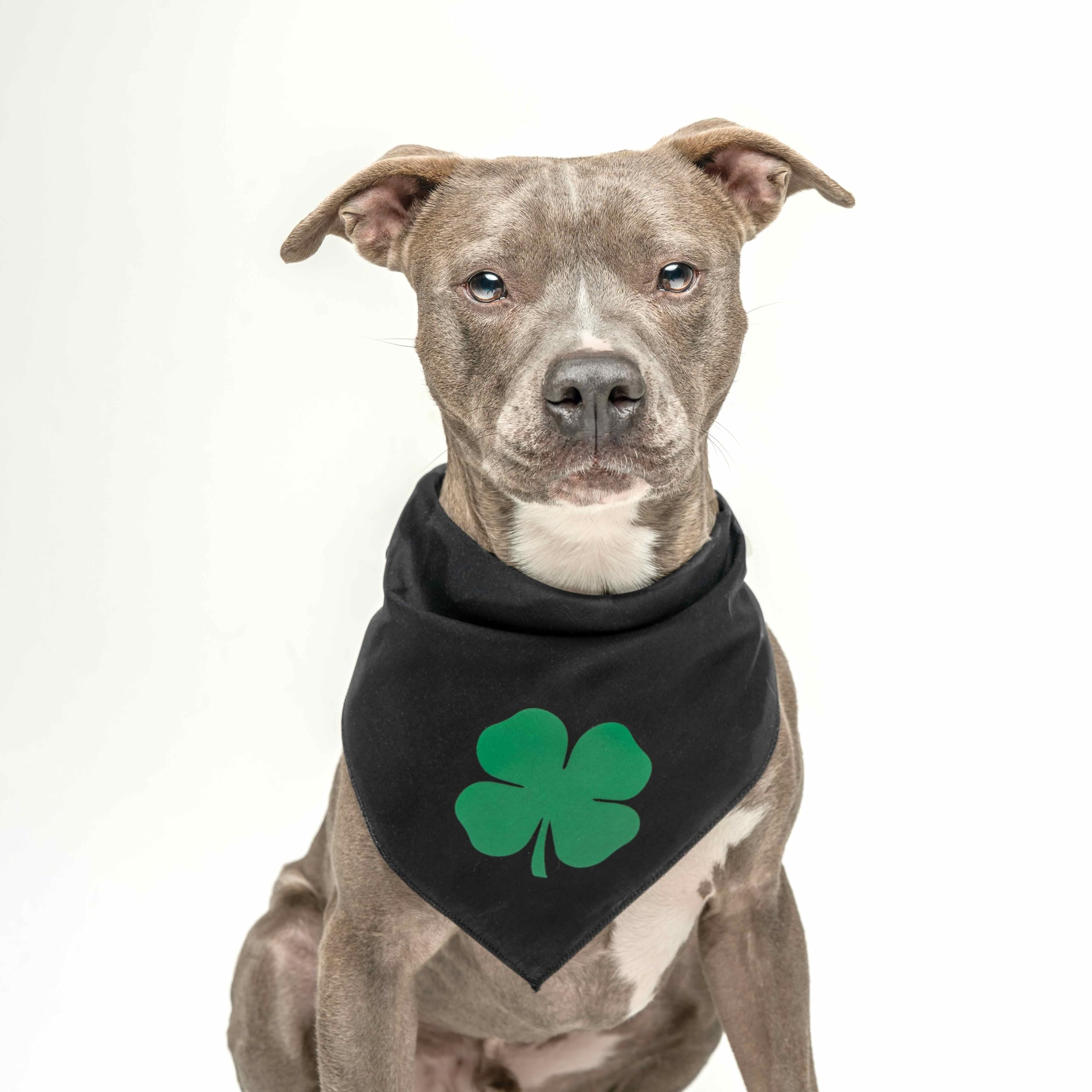 Green Shamrock Dog Bandana | 100% Cotton Triangle | Made in USA| Funny St. Patrick's Day Photoshoot Prop | Simple Four Leaf Clover | Drinking Bar Parade Event Or Party | Black One Size (66)