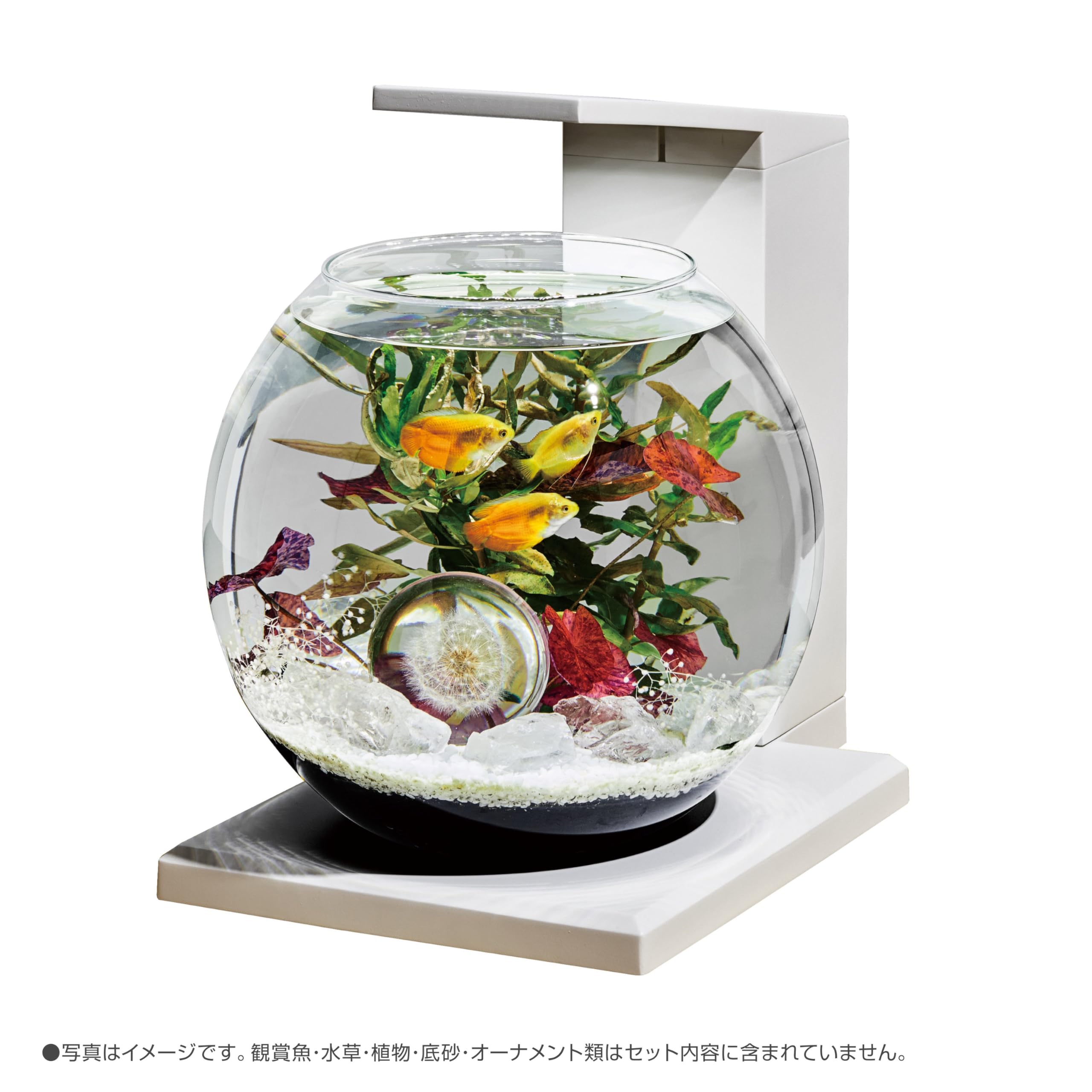 Amazon | ジェックス グラスアクア デカペルコ DEKA PERCO DB-WH