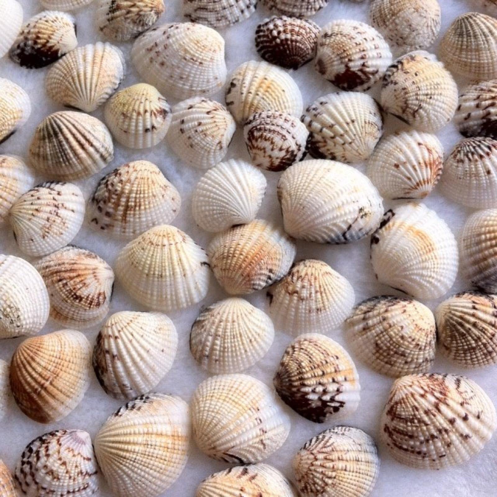 Palourde et coquillages de mer 100% naturels pour projets d'art floral et vitrines