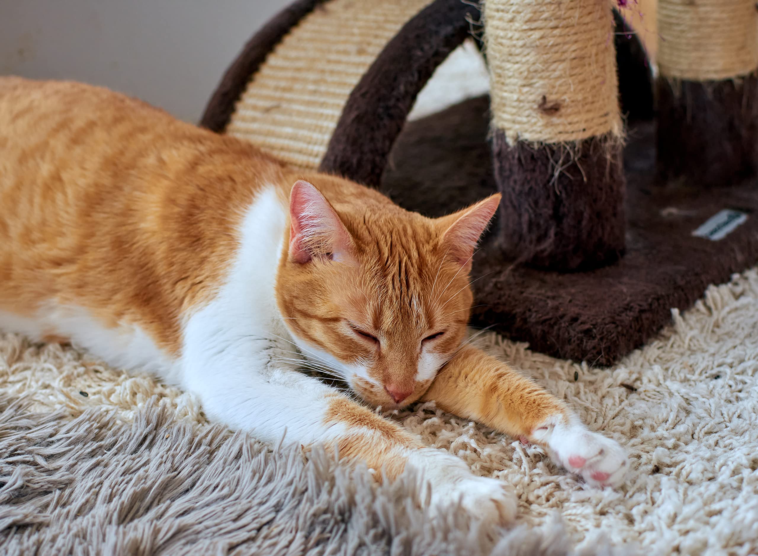 DQ-PP SISALSEIL | 50 m | 10 mm stark | Natürliches Sisal Seil für Kratzbaum Katzenbaum | Kratzseil DIY Fuer Katzen Ersatzteile