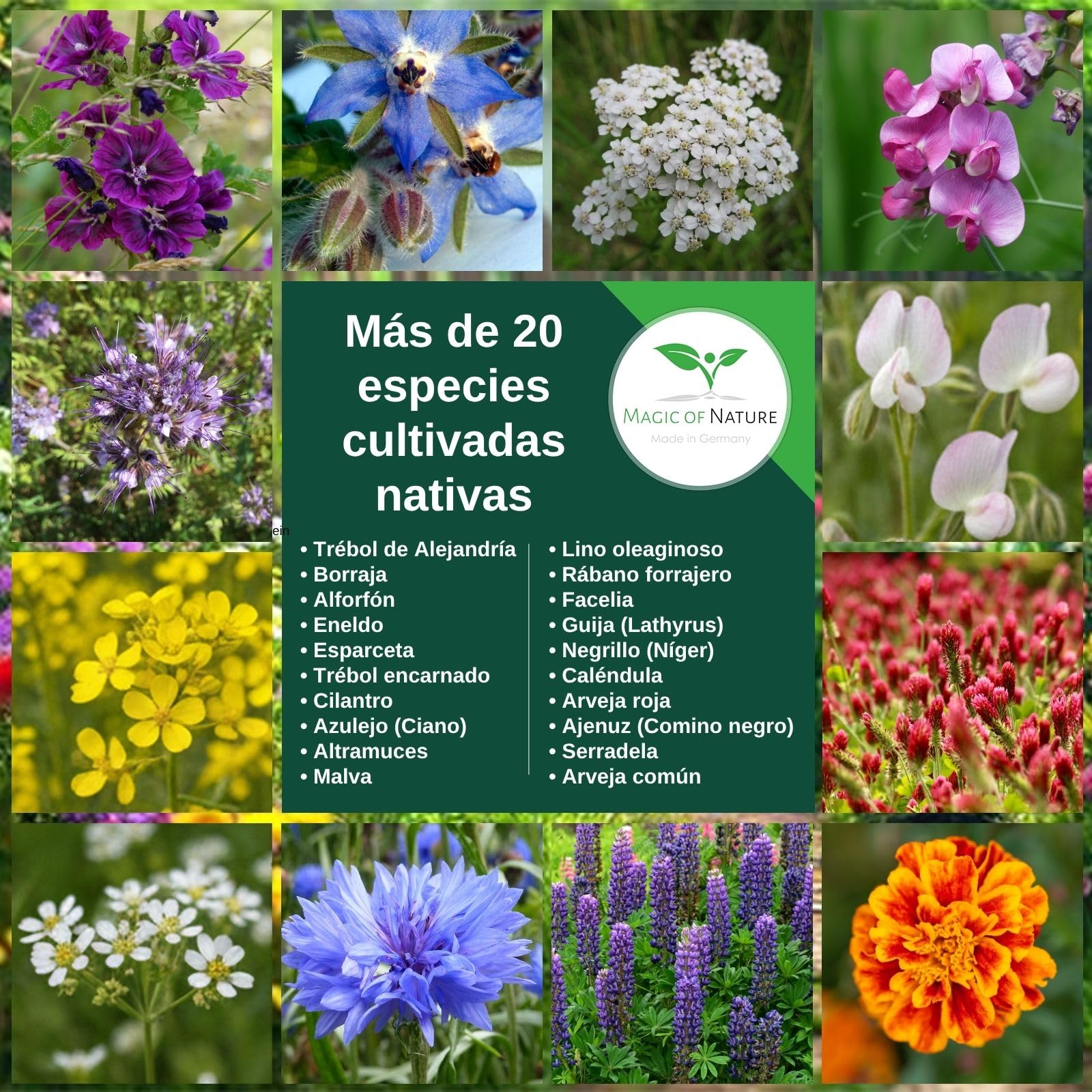 Magic of Nature: 2,5kg Mezcla Semillas Flores - Paraíso Abejas | Pradera Silvestre Melífera - Más de 20 Variedades para 750 a 1250 m²