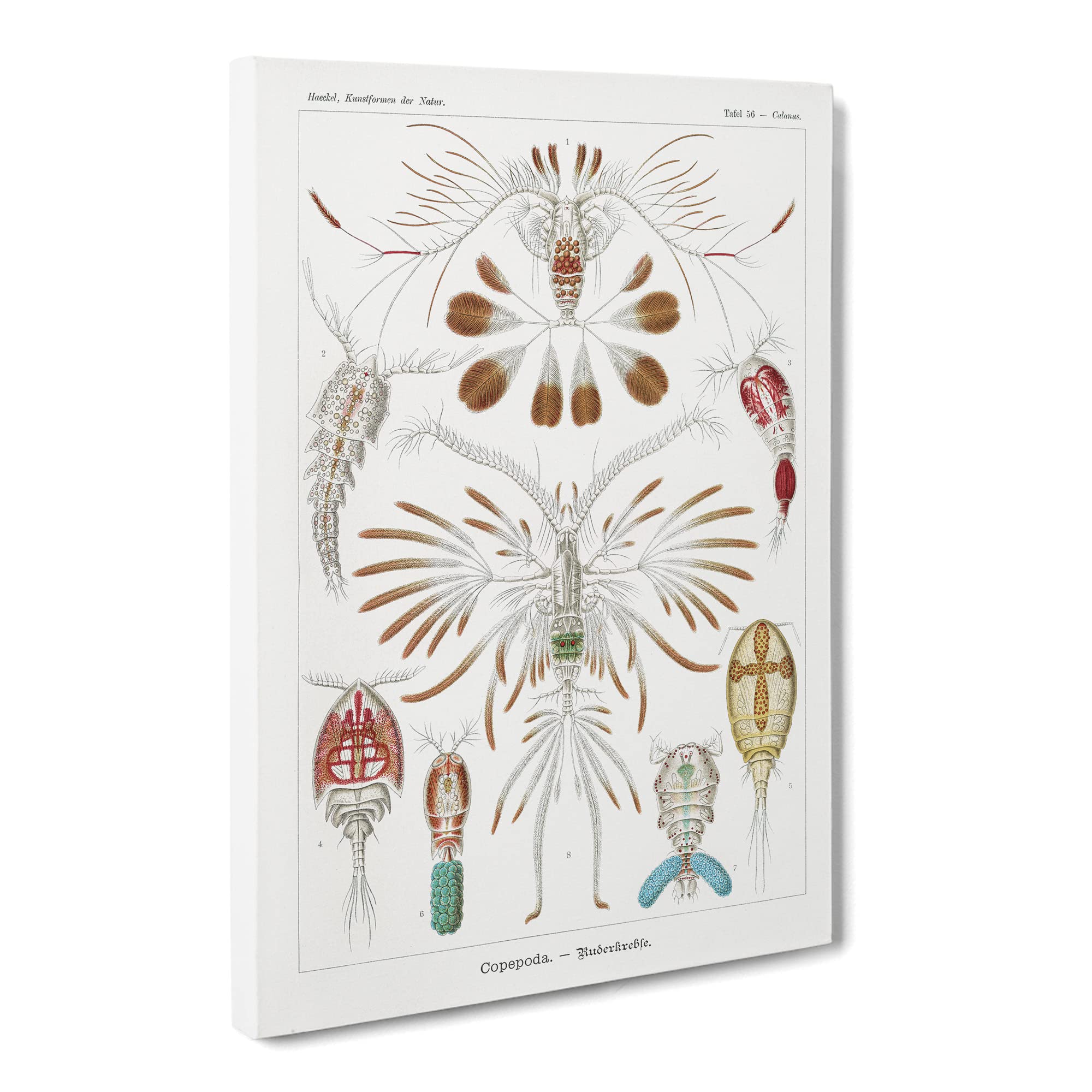 Copepod Crustaceans By Ernst Haeckel Canvas Print, Mixed, 25L x 50W cm