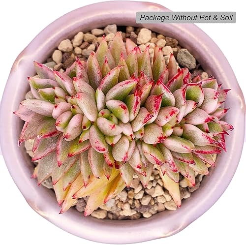 Miniatura 5 de Echeveria Agavoides - Plantas suculentas vivas raras de dragón azul, 1 maceta de cabeza de 2.5 pulgadas, planta viva naranja, excluye maceta y