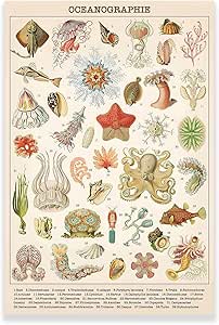 Amazon.com: Vintage Ocean Poster Ocean Life Jellyfish Marine Biology ...
