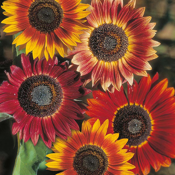 Nursery Live Rare Hybrid Sunflower " Evening Sun " Exotic 30 Seeds for Growing (B0BLSBJ4W4) Amazon Price History, Amazon Price Tracker