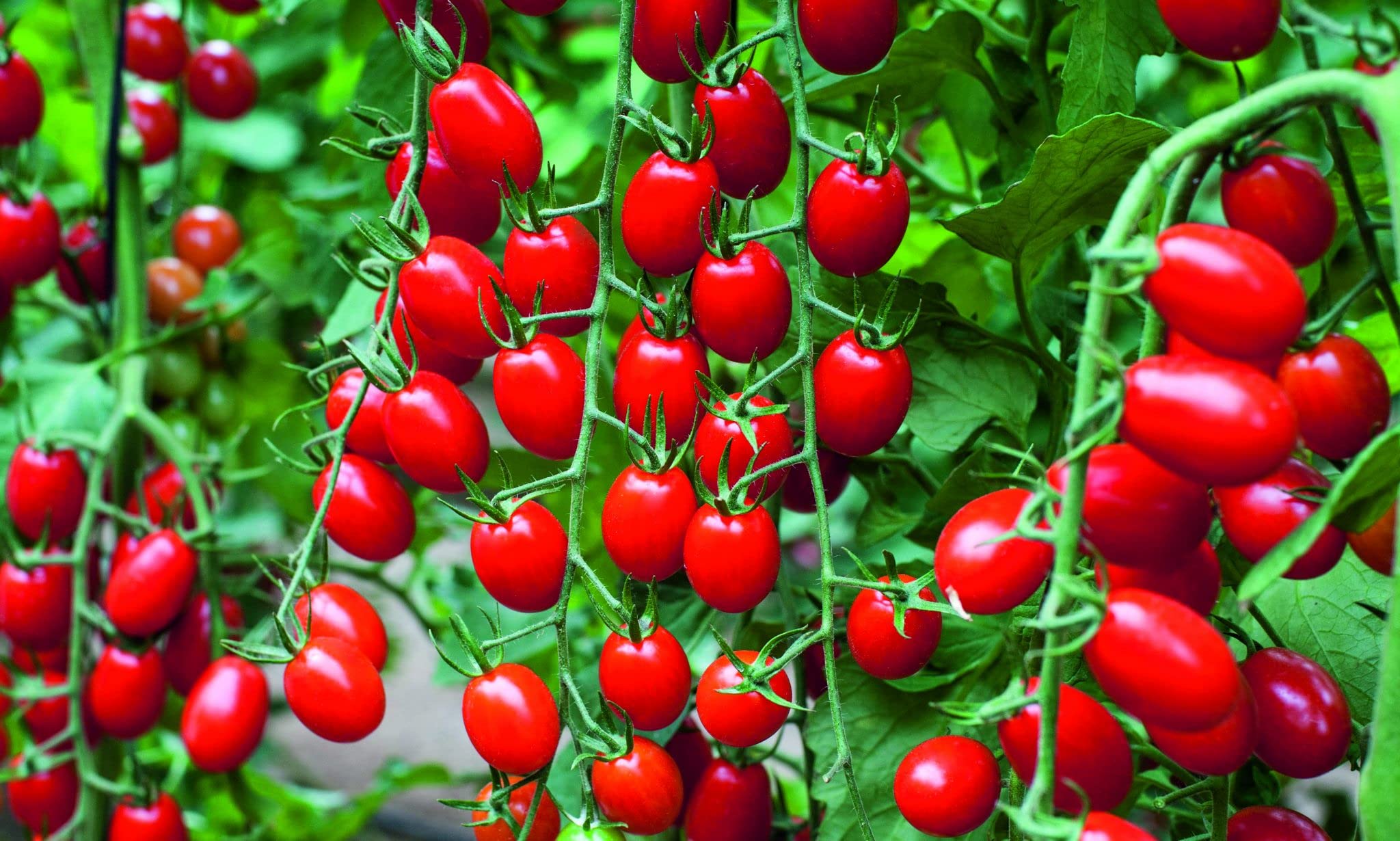 Amazon.com : KIRA SEEDS - Seeds Red Cherry Tomato - Heirloom