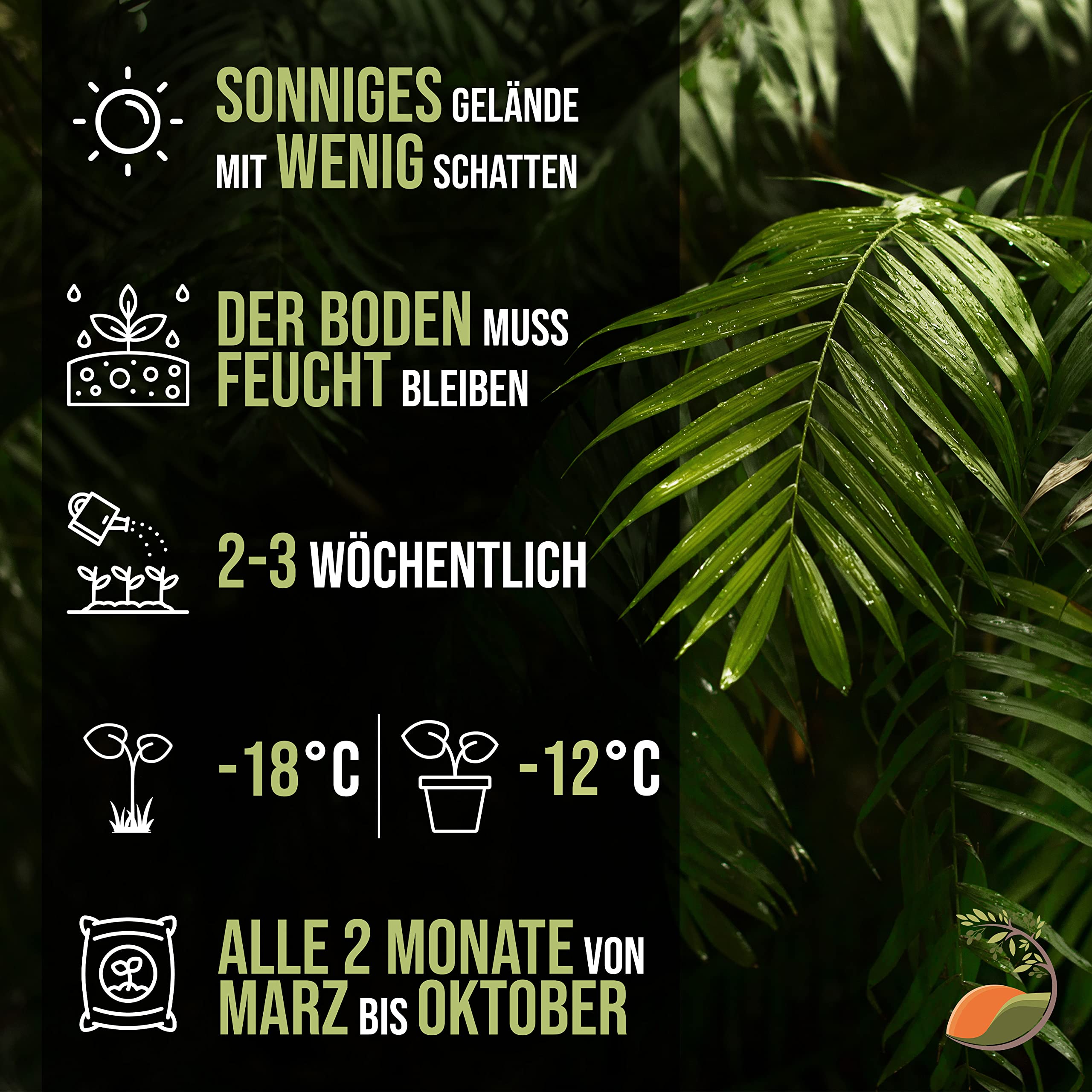 Tropictrees Trachycarpus Fortunei Hanfpalme winterschutz mit einer Stammhöhe von 30-40 cm | Höhe 140 cm | Gelbe und grüne Blätter | Winterschutz Palme für drinnen und draußen