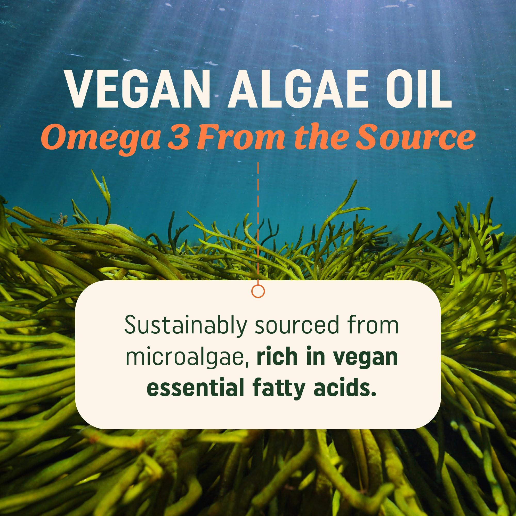 Vegan Omega 3 Algae Oil, Plant Based DHA EPA, Sustainably Sourced, Non-GMO — Amazon image 2
