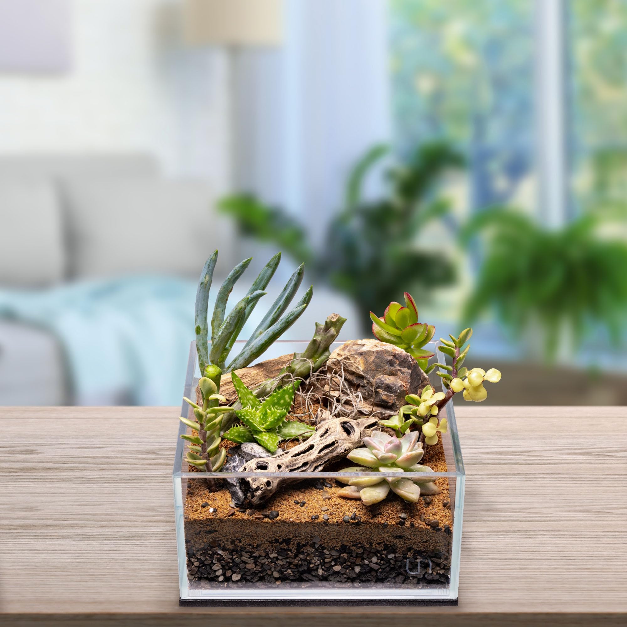 bonsai kaufen kiel Duranta Nr.39 - Bonsai 40 Jahre - 110 cm hoch