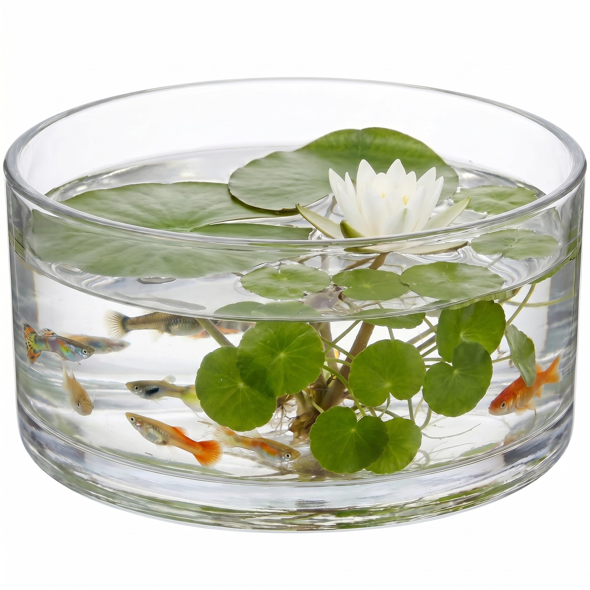 Milisten 6 Inch Glass Flower Pot - 15cm Round Hydroponics Planter and Clear Glass Terrarium Bowl - Desktop Succulent Vase and Mini Fish Tank for Home and Office Decor - 15 x 8 cm