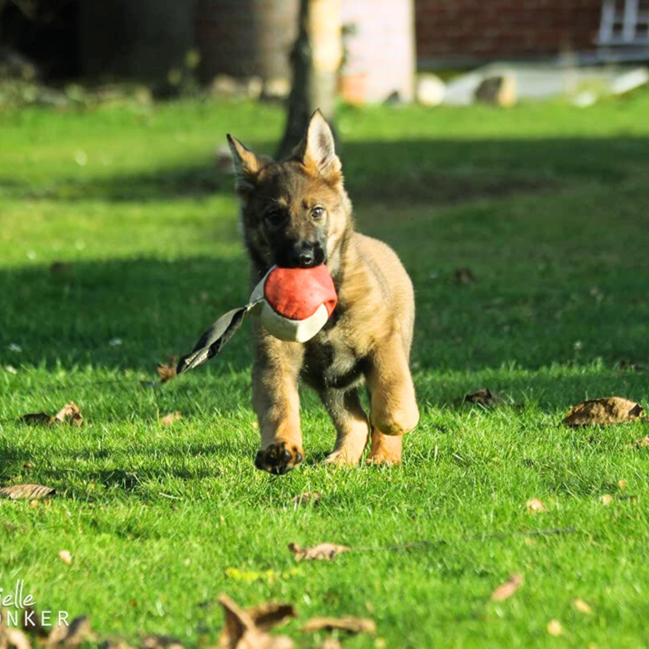 Dingo Gear S10033 - Giocattolo per cani Soft Ball con manico in vera pelle cicatriziale per cuccioli e cani, 11 cm x 2 pezzi