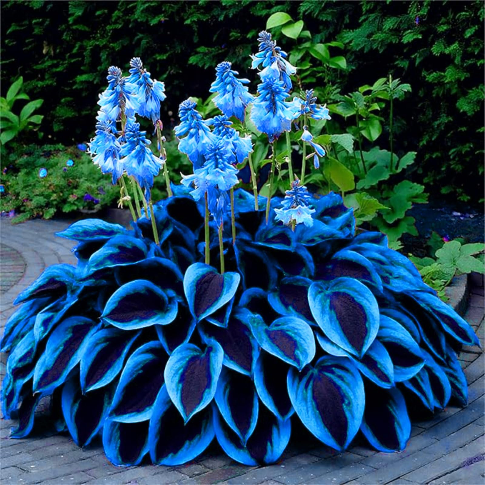 Hosta Perennial UK, Fragrant Flowers, Rare and Beautiful Hosta Bulbs in Bulk,Planting for Stunning Garden Displays-6 Bulbs-A