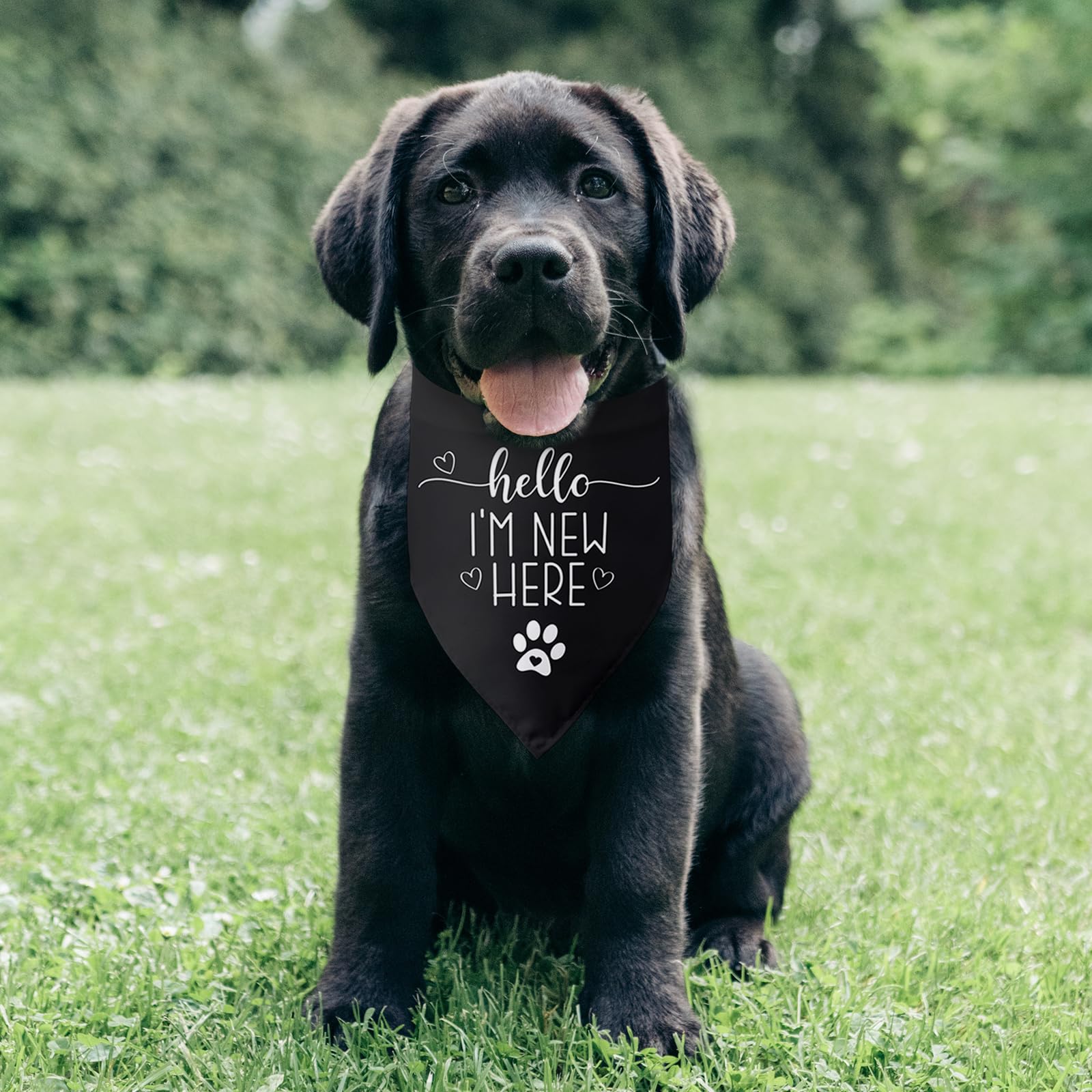 Bandana para perros con texto en inglés «Hello I'm New Here», regalo para nuevos propietarios, bandana para cachorros, regalos para dueños de perros, baberos triangulares, accesorios para perros