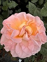 Lisa’- Lovely Apricot-Orange Blooms - Renaissance Rose – 4L Potted
