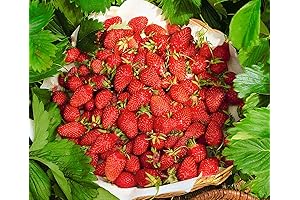Strawberry Seeds for Planting Indoors: Alpine Strawberry Alexandria Red Everbearing Wild Climbing...