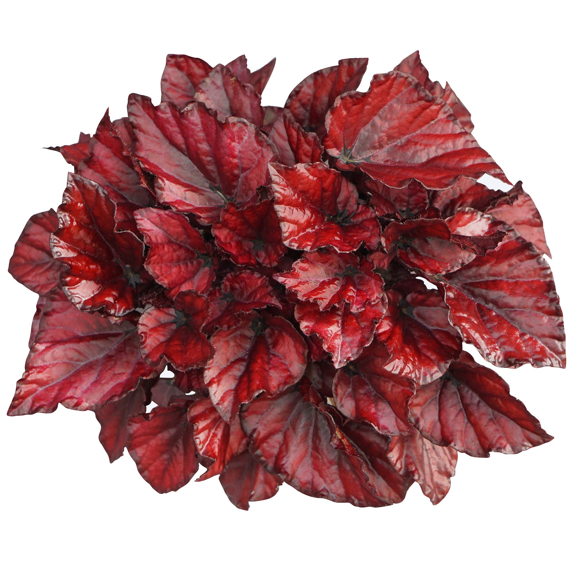 Begonia rex Red Bull | Colourful Houseplants to Purify Air (20-30cm Incl Pot)