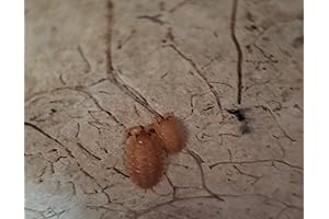 Premium Springtail Care Kit