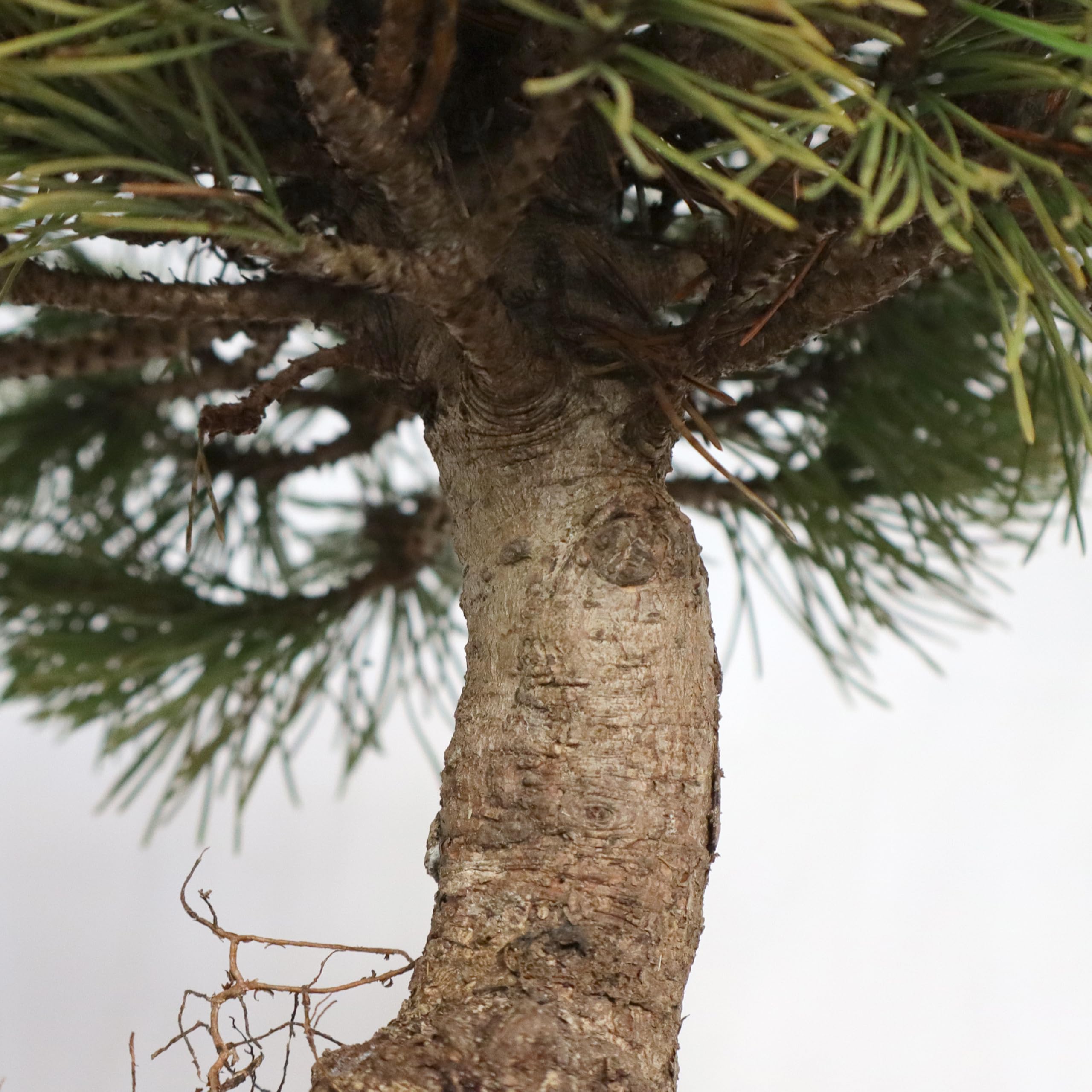 KENTIS - Bonsai di Pino Mugo - Pinus Mugo Mughus - Piante Vere da Esterno Ornamentali - Giardino Balcone Terrazzo - H 40/50 cm Vaso in Ceramica 30 cm