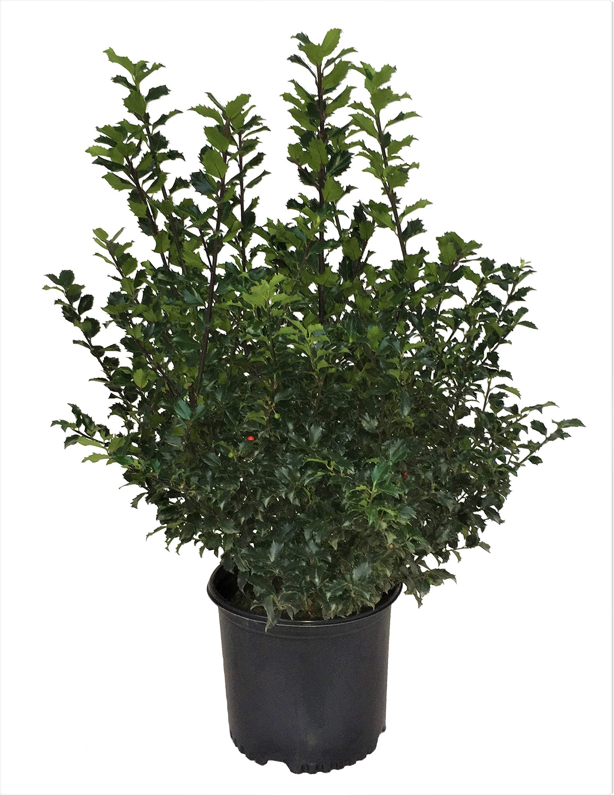 Royal Family (Blue Prince/Blue Princess) Holly - Ilex Royal Family-Prince/Princess - 3 Gallon