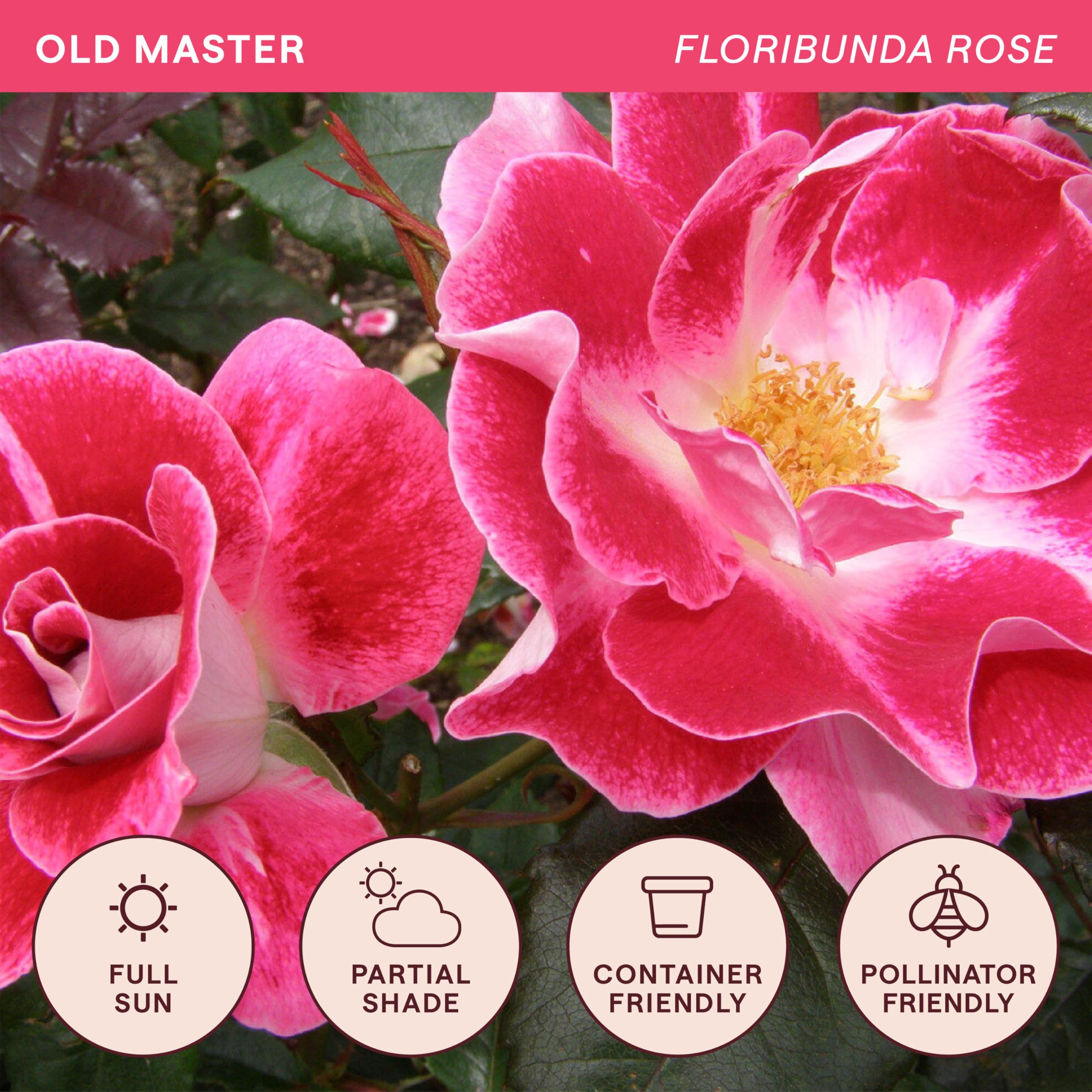 R ose rose様 おまとめ購入ご希望 42と40 Amazon.com : Heirloom Floribunda Roses, Live Own Root Plant, Old
