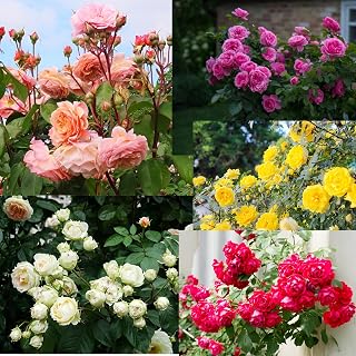 Each 50 Total 250 Seeds Imported Hybrid 5 different variety Colour Of Climbing Rose Flower Seeds(Red,Yellow,Dark Pink,Pink,White) - Amazon product rated Grade B