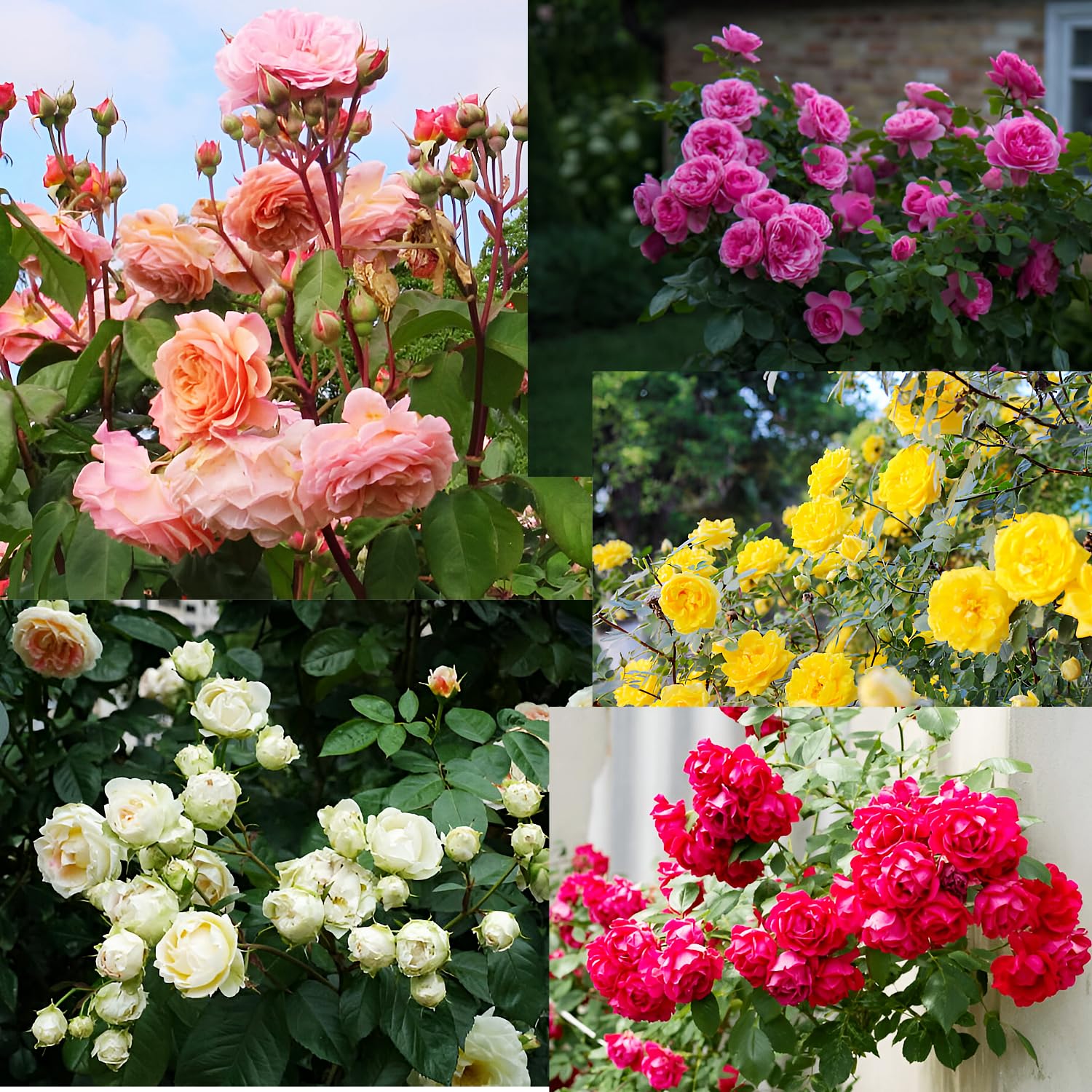 Natural Agrocare Hybrid 5 Deffrent Variety Colour Of Climbing Rose Seeds(Red,Yellow,Dark Pink,Pink,White)(Each 50 Total 250 Seeds)