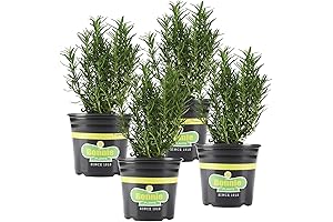 Bonnie Plants Planta de laurel natural viva: Romero Live Edible Aromatic Herb Plant