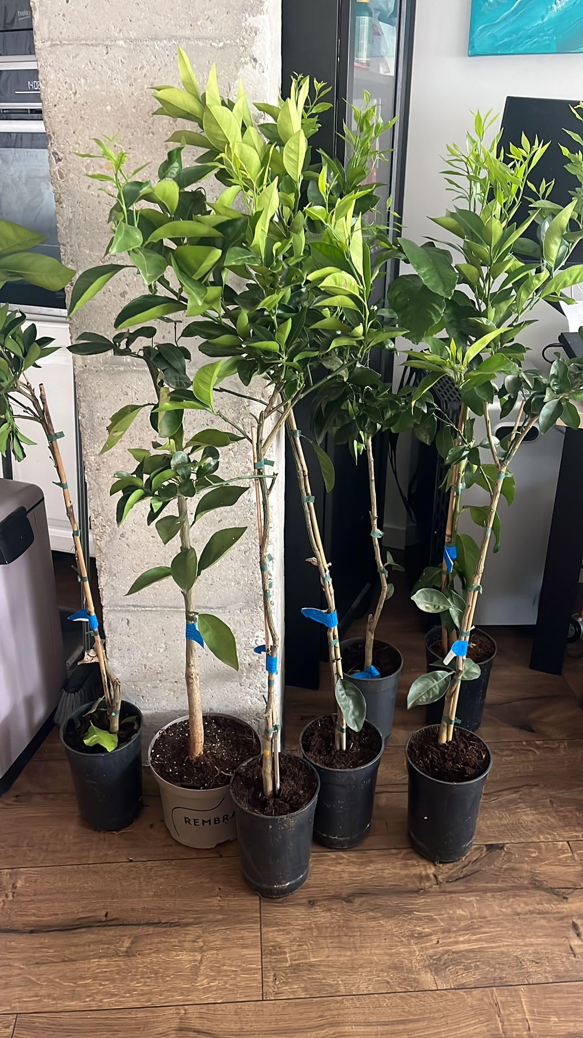OFERTA Limonero 4 Estaciones en Maceta de 5 L, Árbol Cítrico para Jardín y Huerto, Planta Natural de Exterior ULTIMAS UNIDADES !!!!!