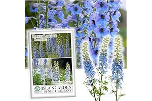Larkspur Rocket Light Blue Flower Seeds: Non-GMO Heirloom Beauty for Your Garden
