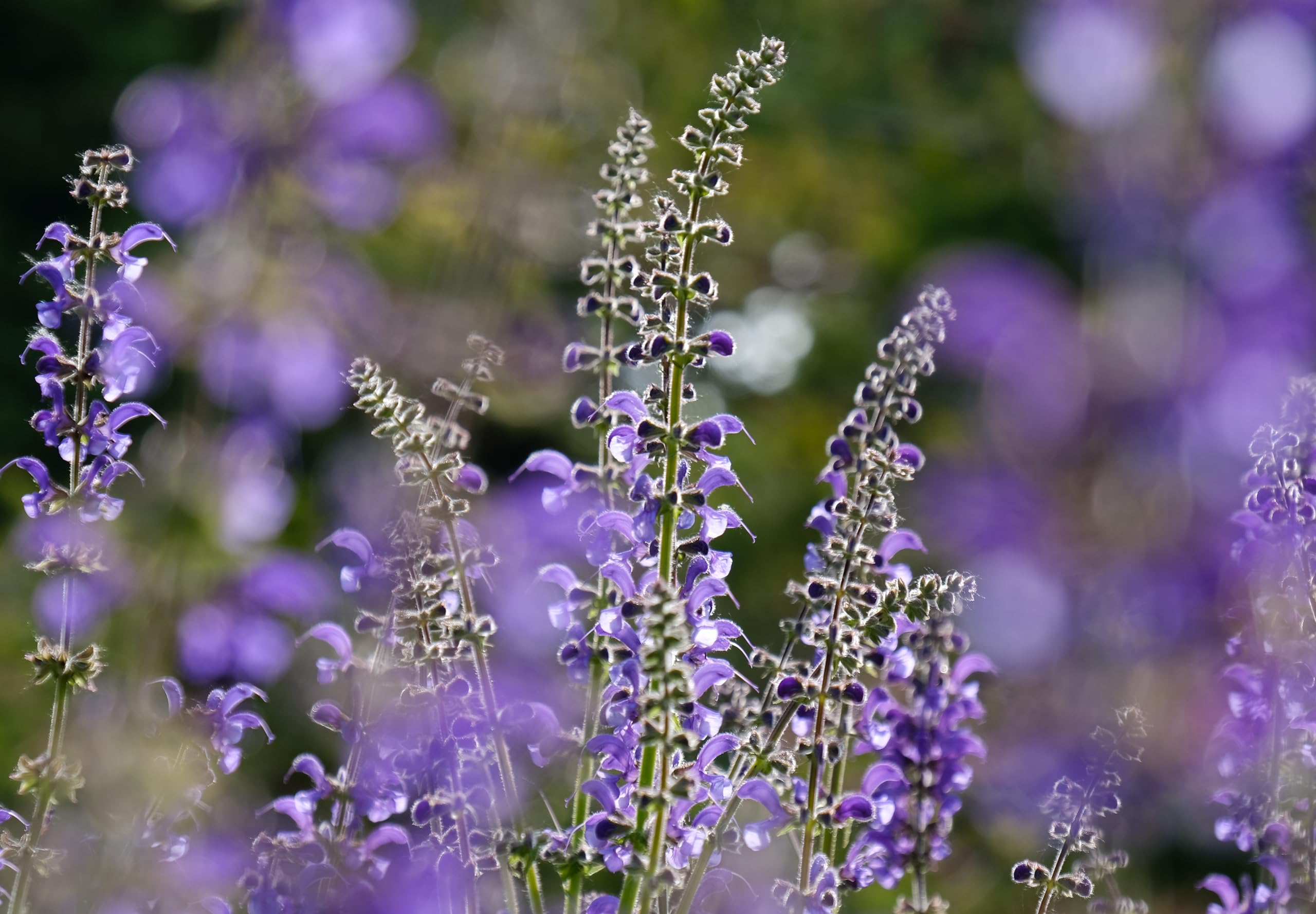 Echter Salbei (Salvia officinalis) Samen. Gewürz- & Heilpflanze (20000 Samen = 152,0g)