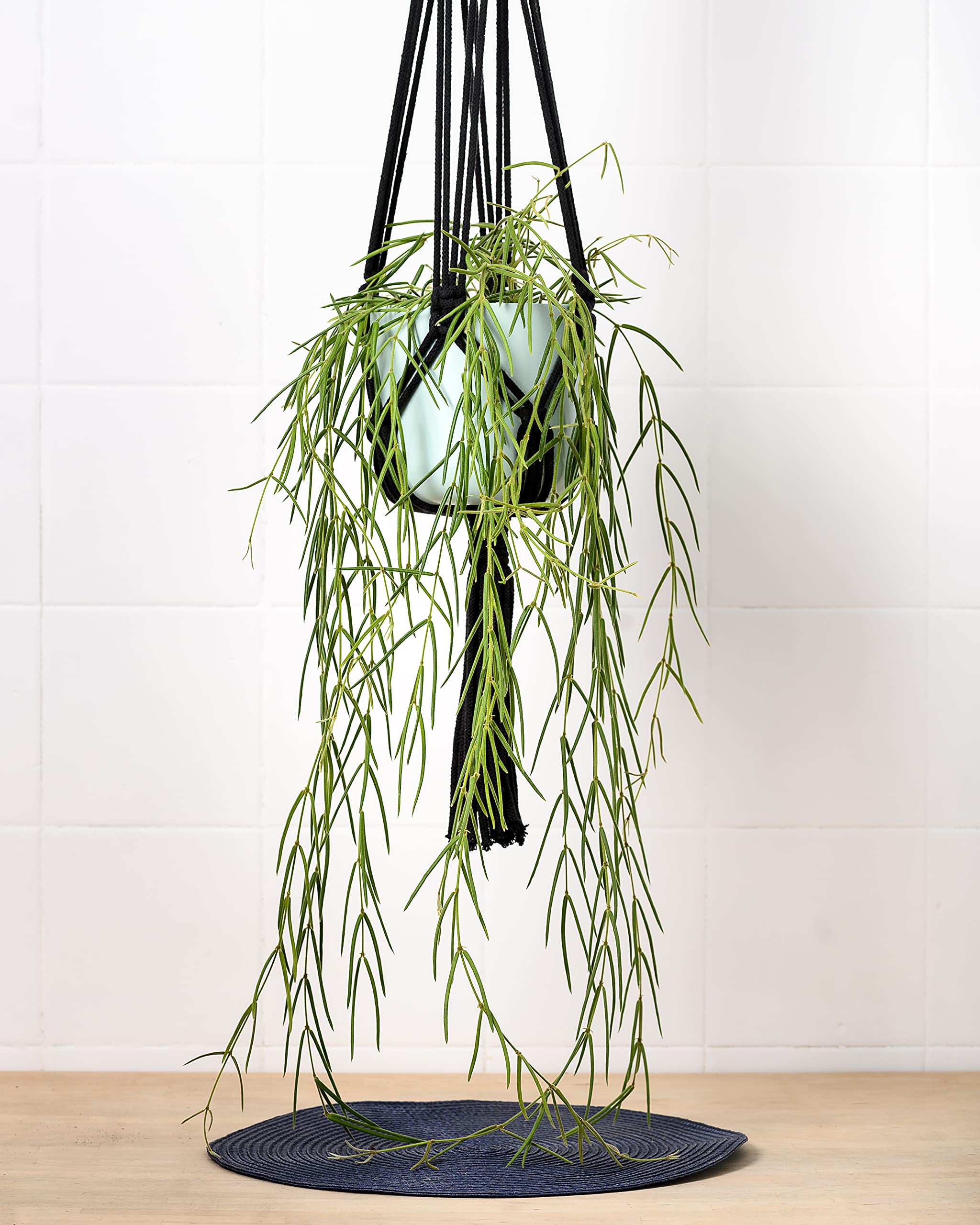 Hoya Linearis | Trailing Houseplant | Wax Flower Porcelain Flower Easy Care Indoor Plant in 14cm Pot