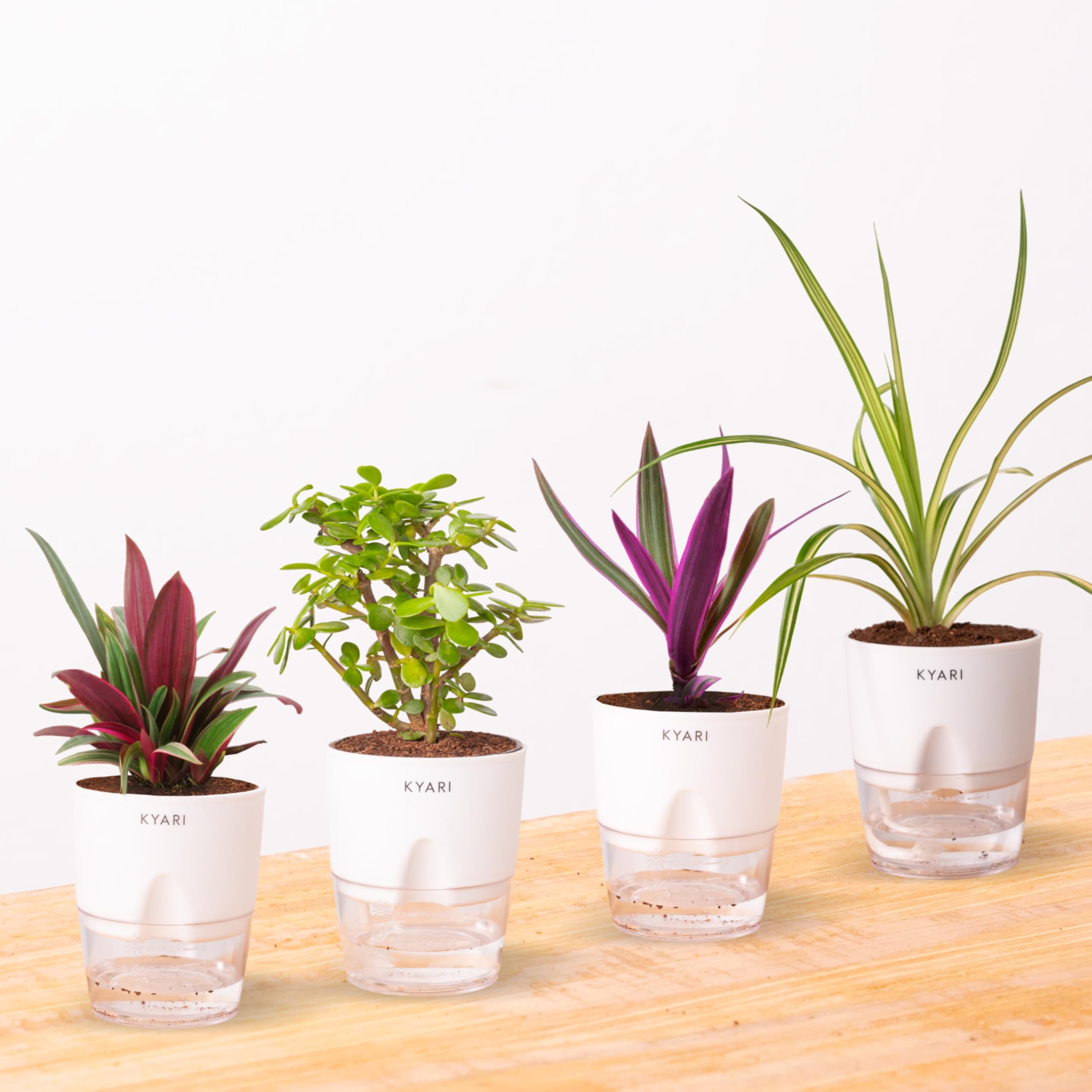 KYARI Jade Plant, Spide Plant, Oyster Plant, Rhoeo Combo of 4 Indoor Plants for Living Room | Live Plants | Plants with White Self Watering Pot for Home | Air purifier plants for Home Decor (B0DC3ZNLX5) Amazon Price History, Amazon Price Tracker