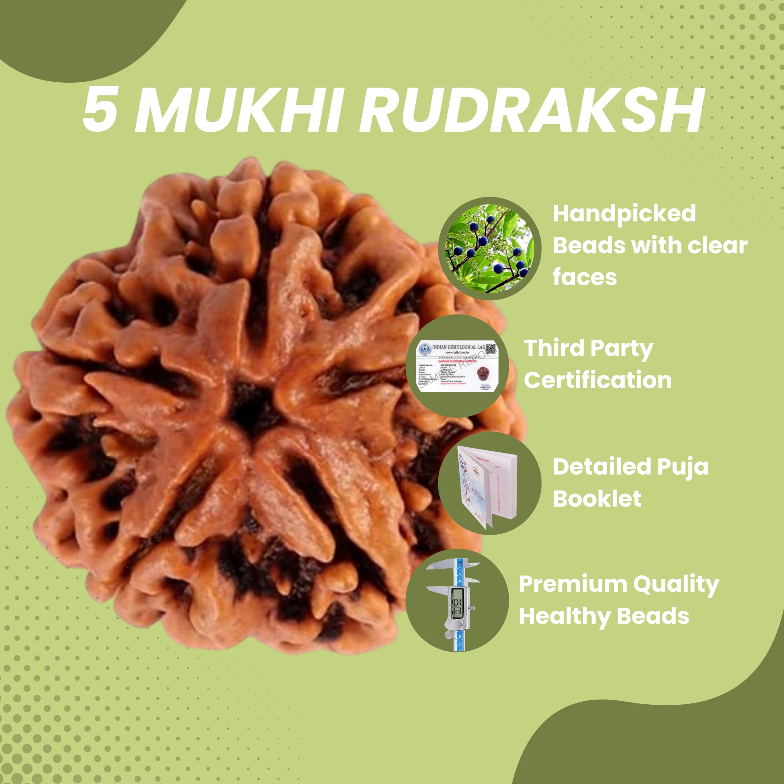 ARKAM Five Mukhi Rudraksha Certified/Original Nepali 5 Mukhi Rudraksh/Natural 5 Faced Rudraksha (Brown) with Certificate and Puja Instructions 2