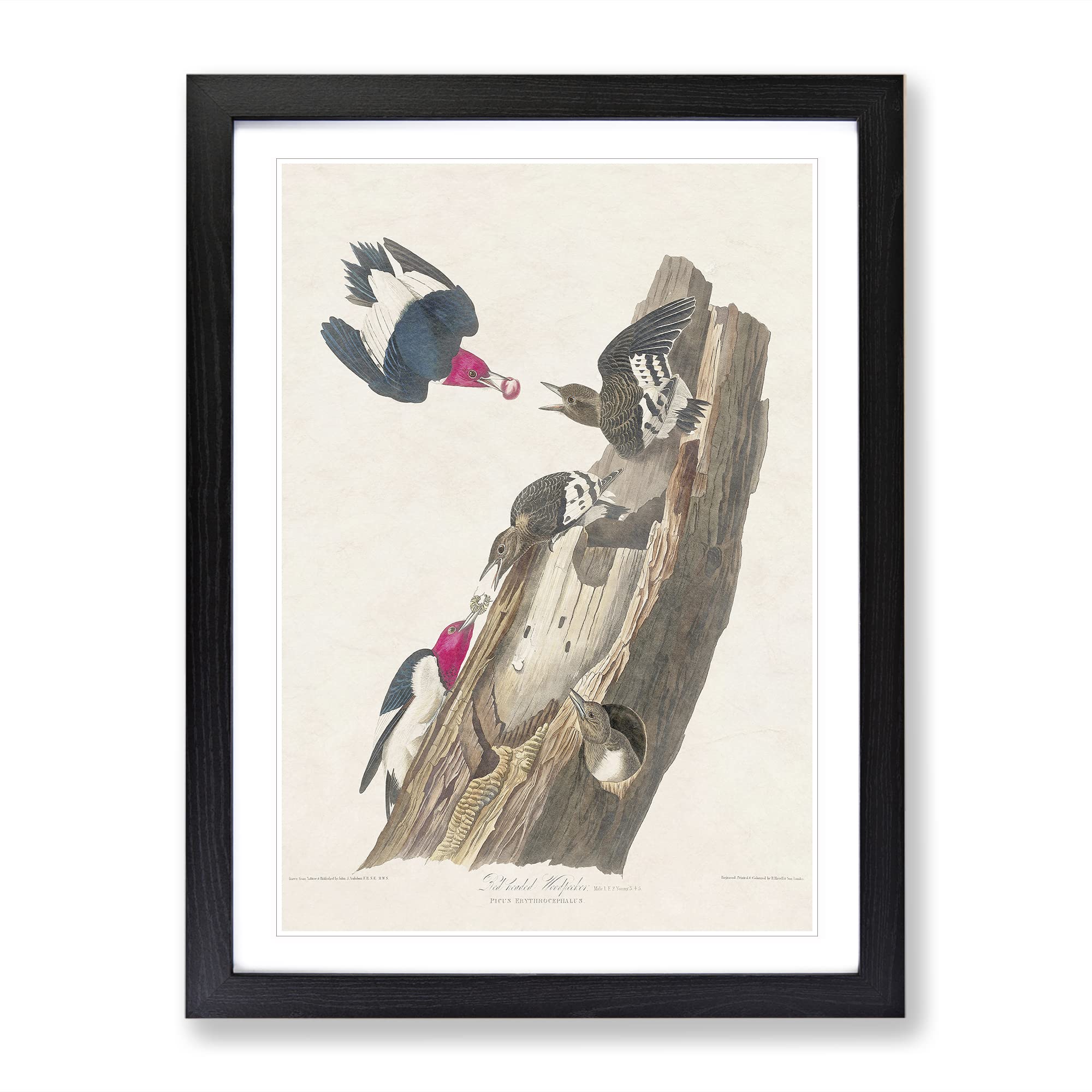 Red Headed Woodpeckers By John James Audubon Vintage Framed Wall Art Print