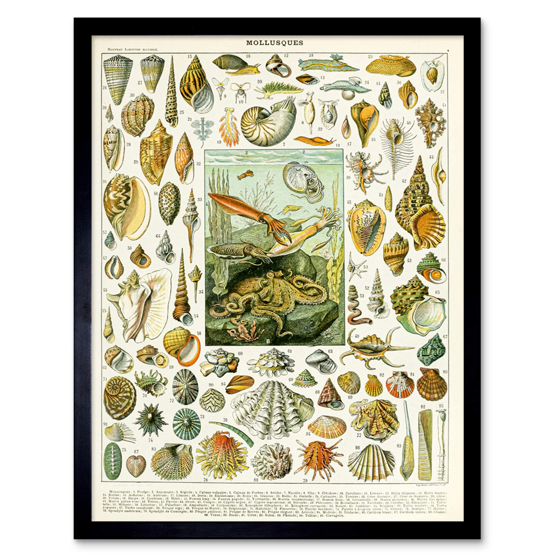 Artery8 Millot Encyclopedia Page Molluscs Shells Art Print Framed Poster Wall Decor 12x16 inch