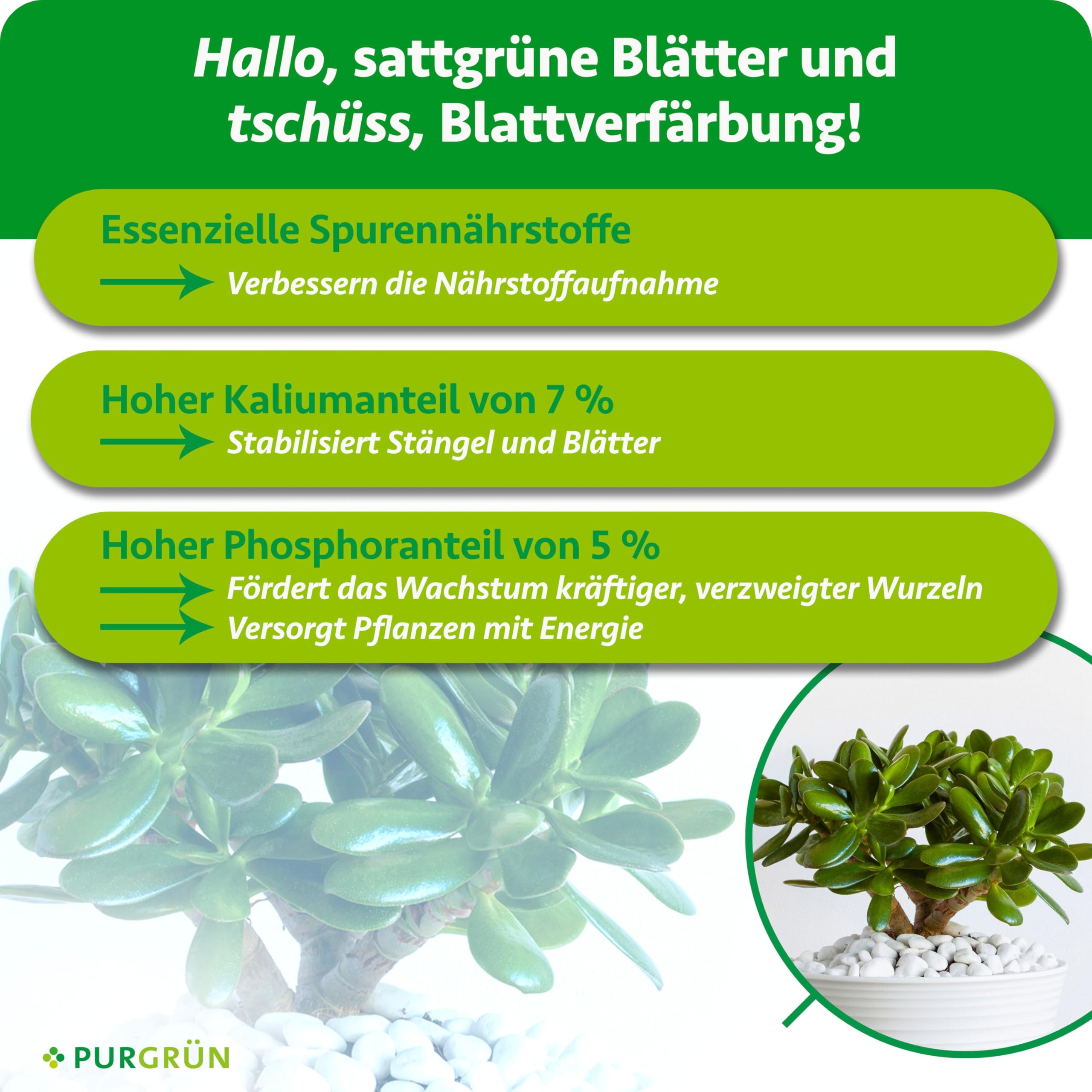 Geldbaum-Dünger 1 Liter – Spurennährstoffe für gesundes Wachstum – Extra Kalium fördert die Widerstandskraft – Ergiebiges Konzentrat für 400 Liter Gießwasser – Premium-Flüssigdünger