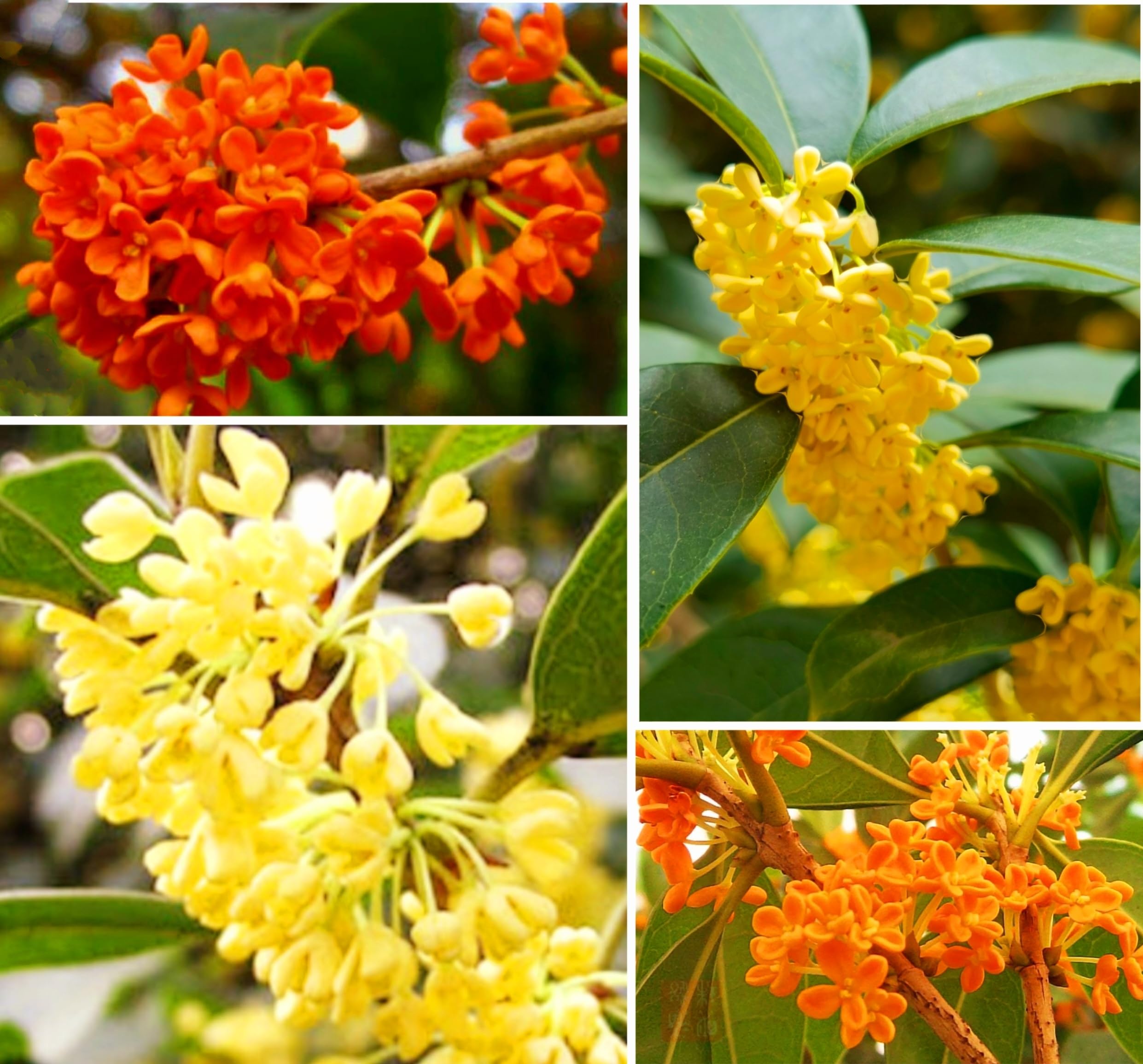 絵画 Osmanthus fragrans Amazon.com : 25 Mixed Osmanthus Flower Seeds Fragrans Yellow