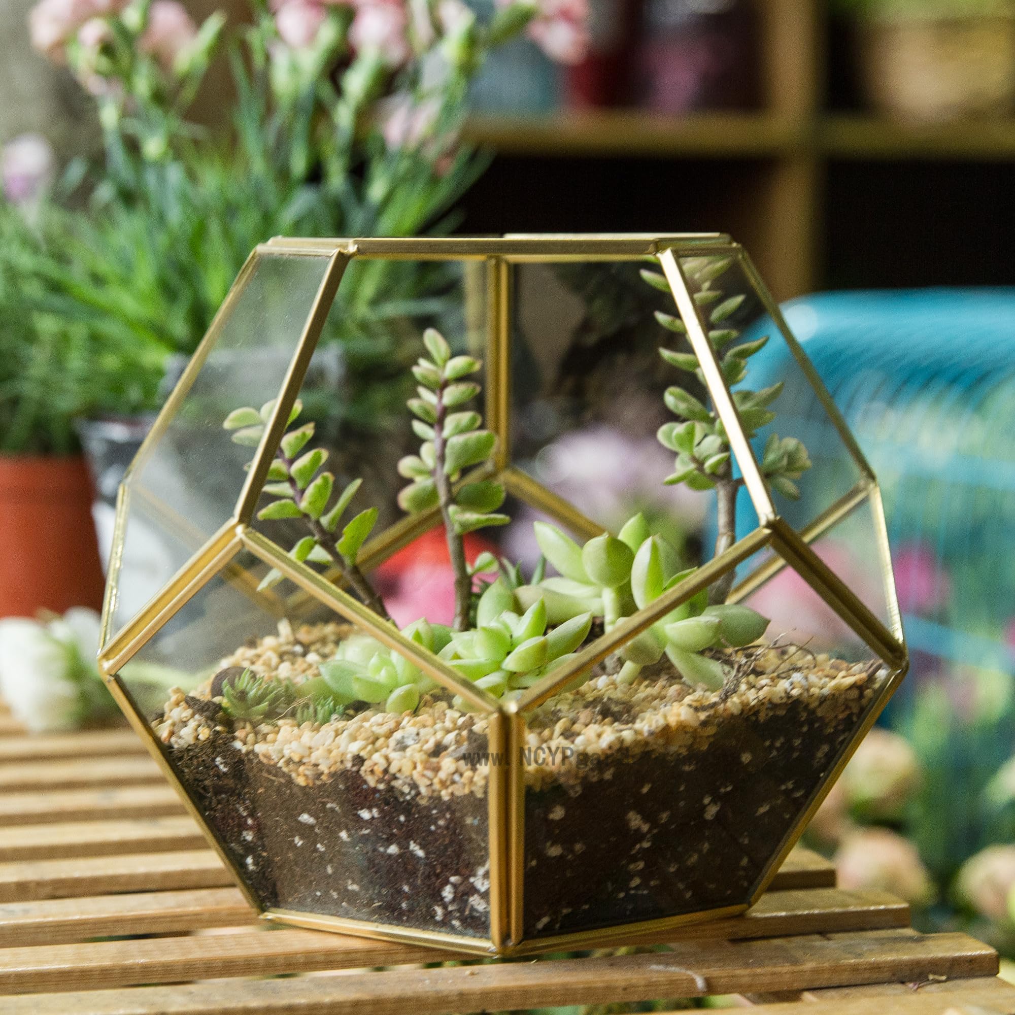 NCYP Terrarium en Forme de dodécaèdre et plaques de Verre pentagonales pour Plante Transparent Gold Copper Transparent (Pas de Plantes)