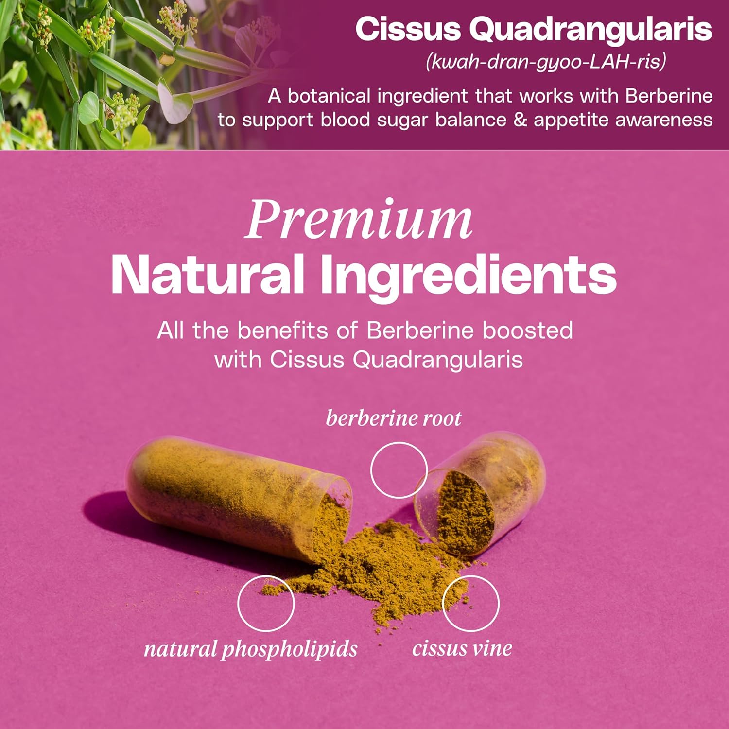 Premium Berberine Supplement Body Composition, 60 Capsules - with Cissus Quadrangularis & Berberine Phytosome - Supports Overall Wellness - Image 6