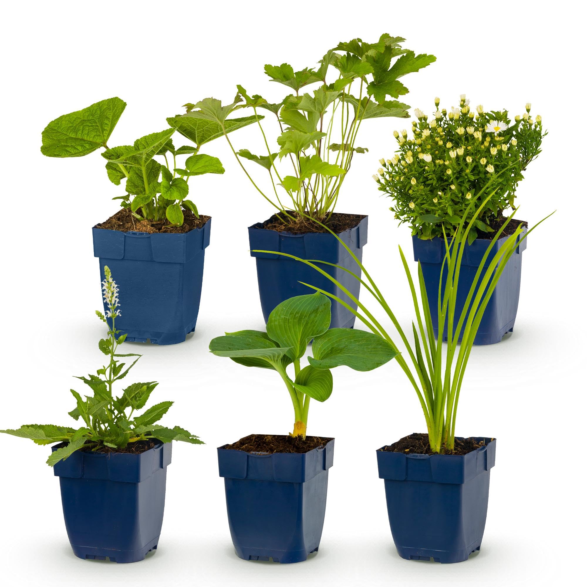 Piante Perenni con Fiori Bianchi, per Giardino, Set da 6, Vaso 11cm