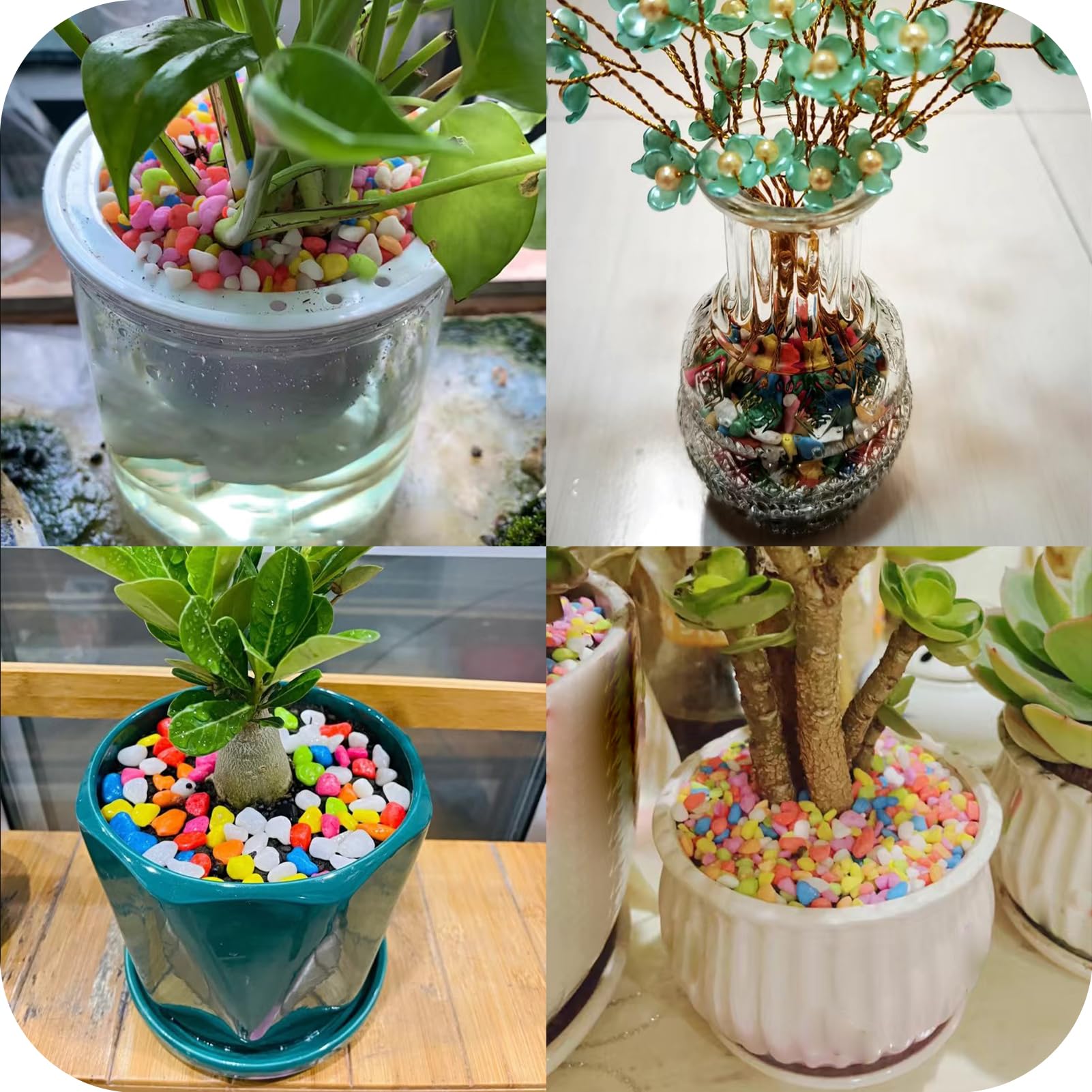 succulent plant art Succulent Plant