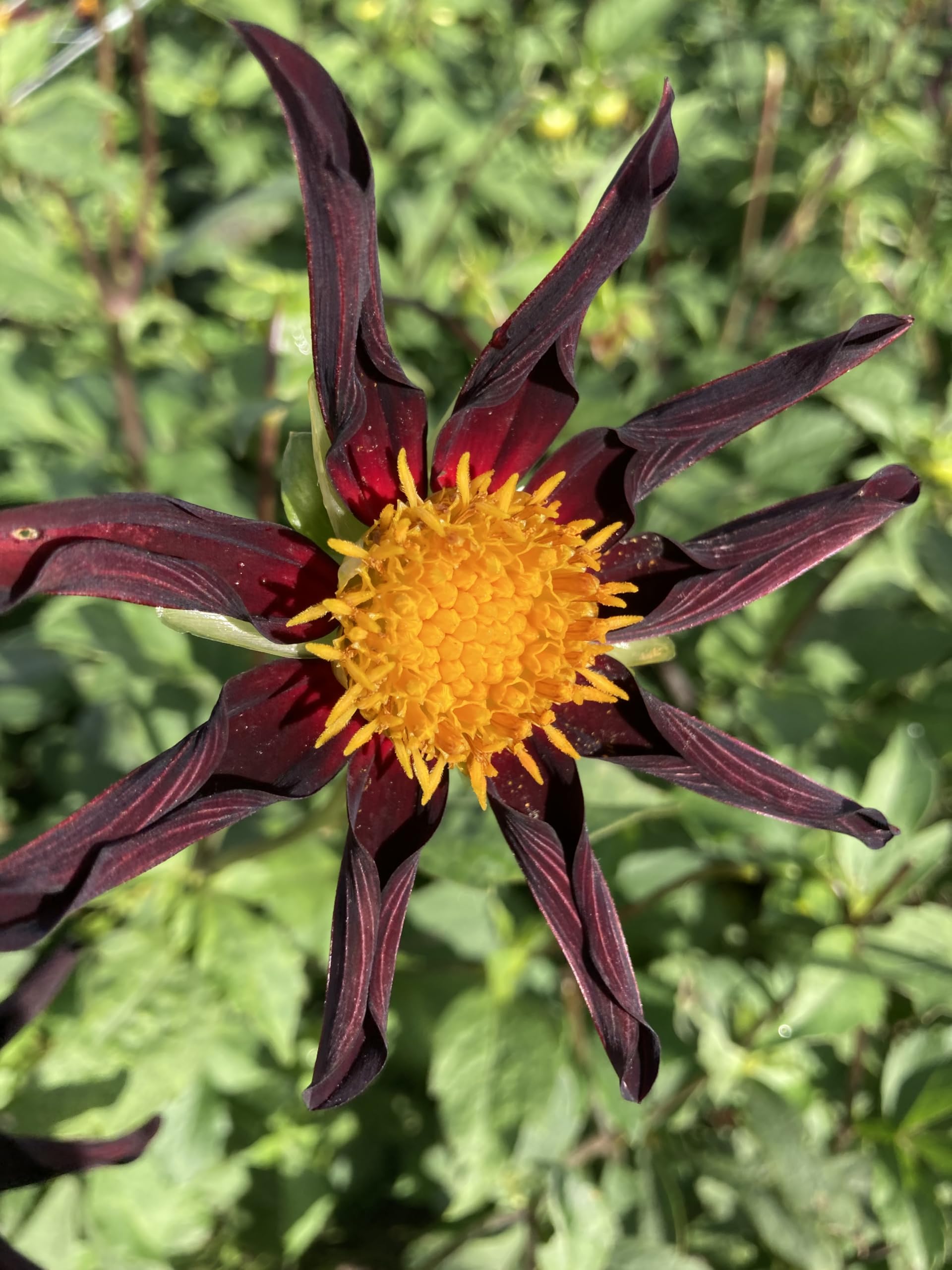 Five Dahlia 'Veronne's Obsidian' (Star Dahlia) Tubers to Plant (Free UK Postage)