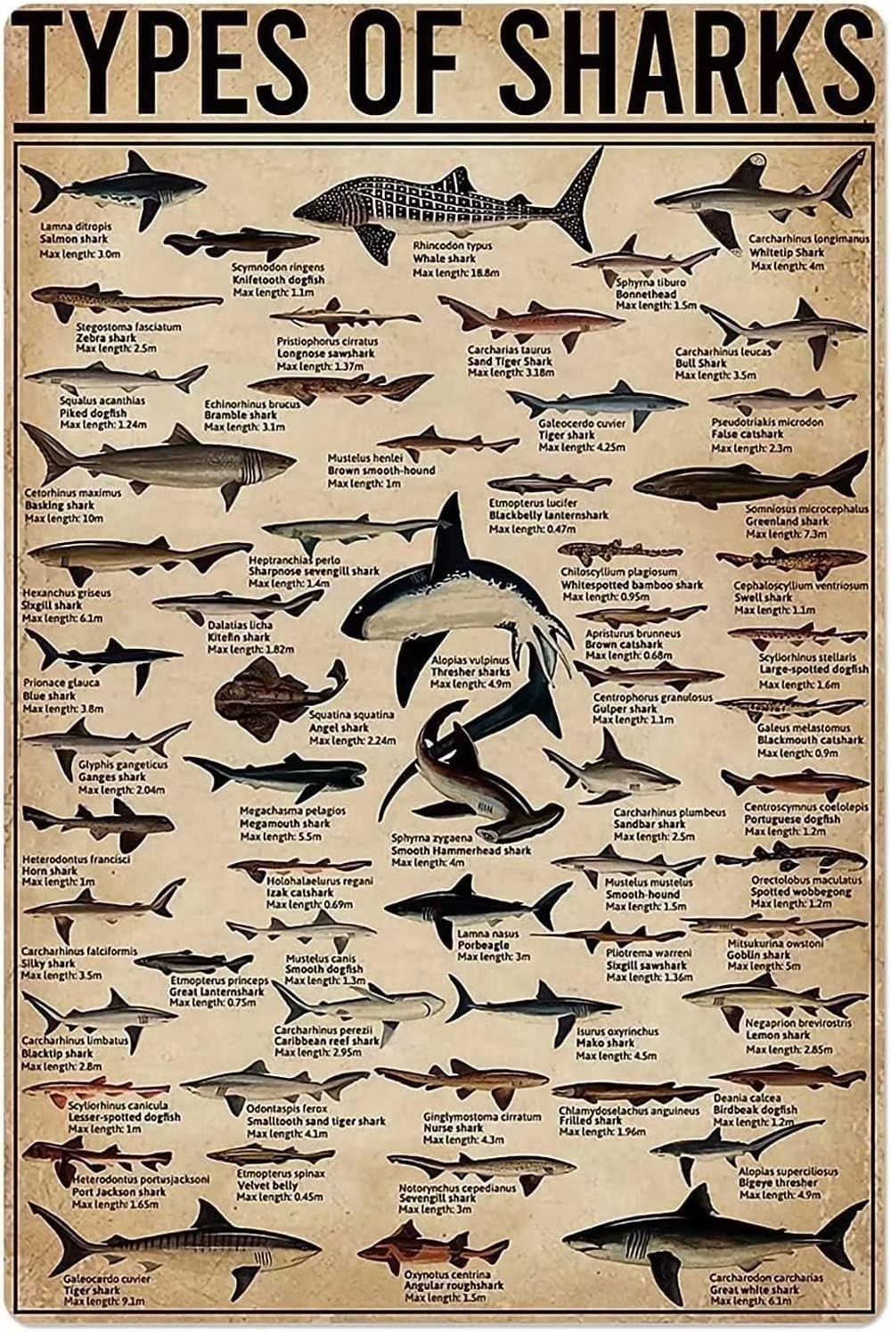C-05 Types Of Sharks Posters Popular Science Knowledge Metal Signs Wall Decor Animals Home Decor Room Decor Farm Club Printing Plaque 12X18 Inches