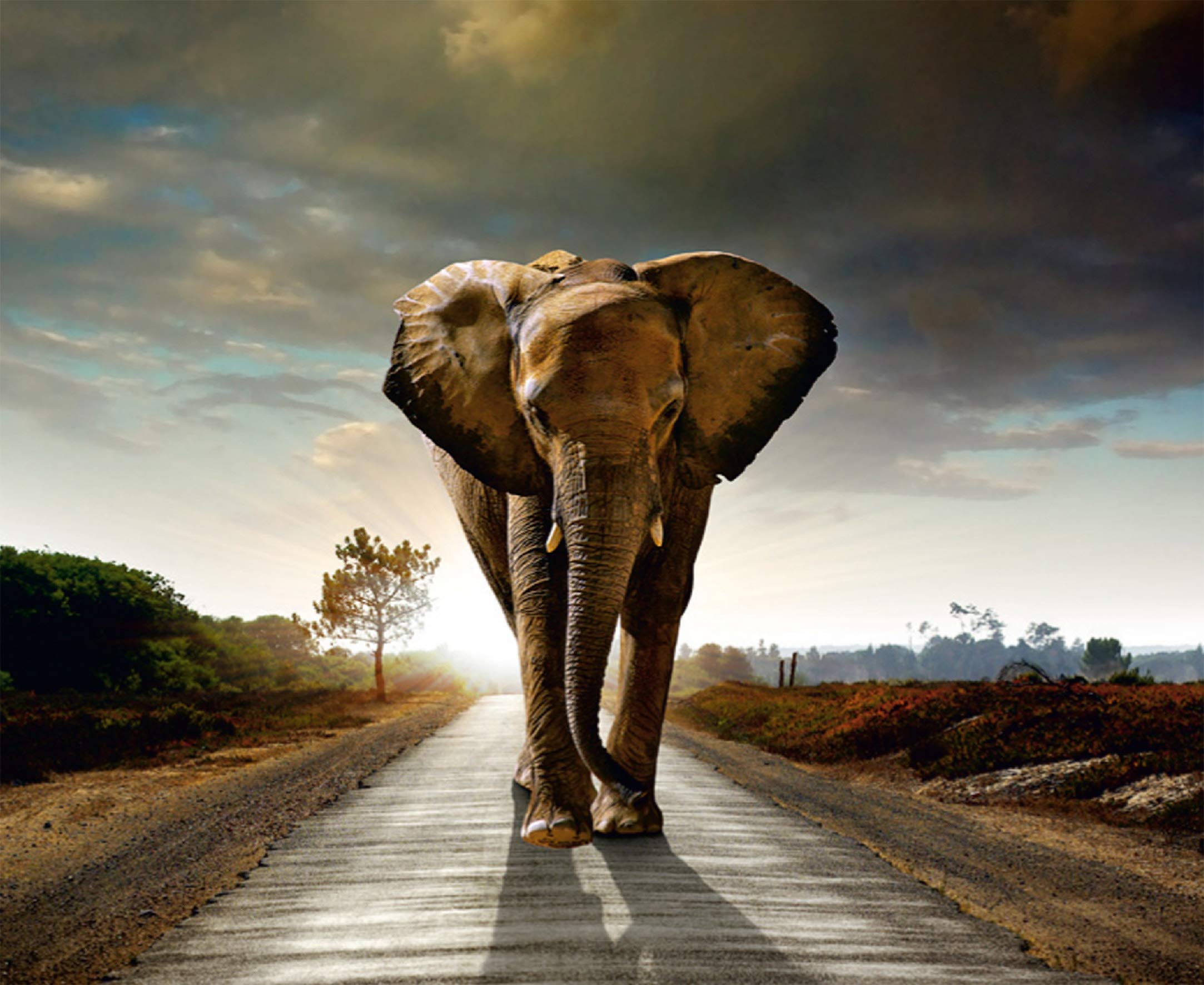 Giant Elephant bedroom Wallpaper Mural Safari 141x106 inch wall mural animal