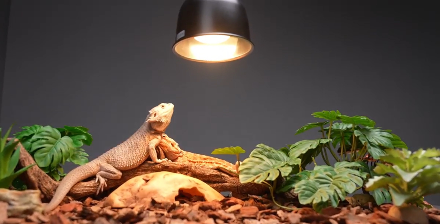 REPTI HOME Reptile Heat Lamp Bulbs, Simulate Natural Sunlight Heat Light Bulb, 2 Pack 100W Amphibian Terrarium Basking Spot Lamp for Reptile, Bearded Dragon, Lizard, Turtle, Snake - image 8
