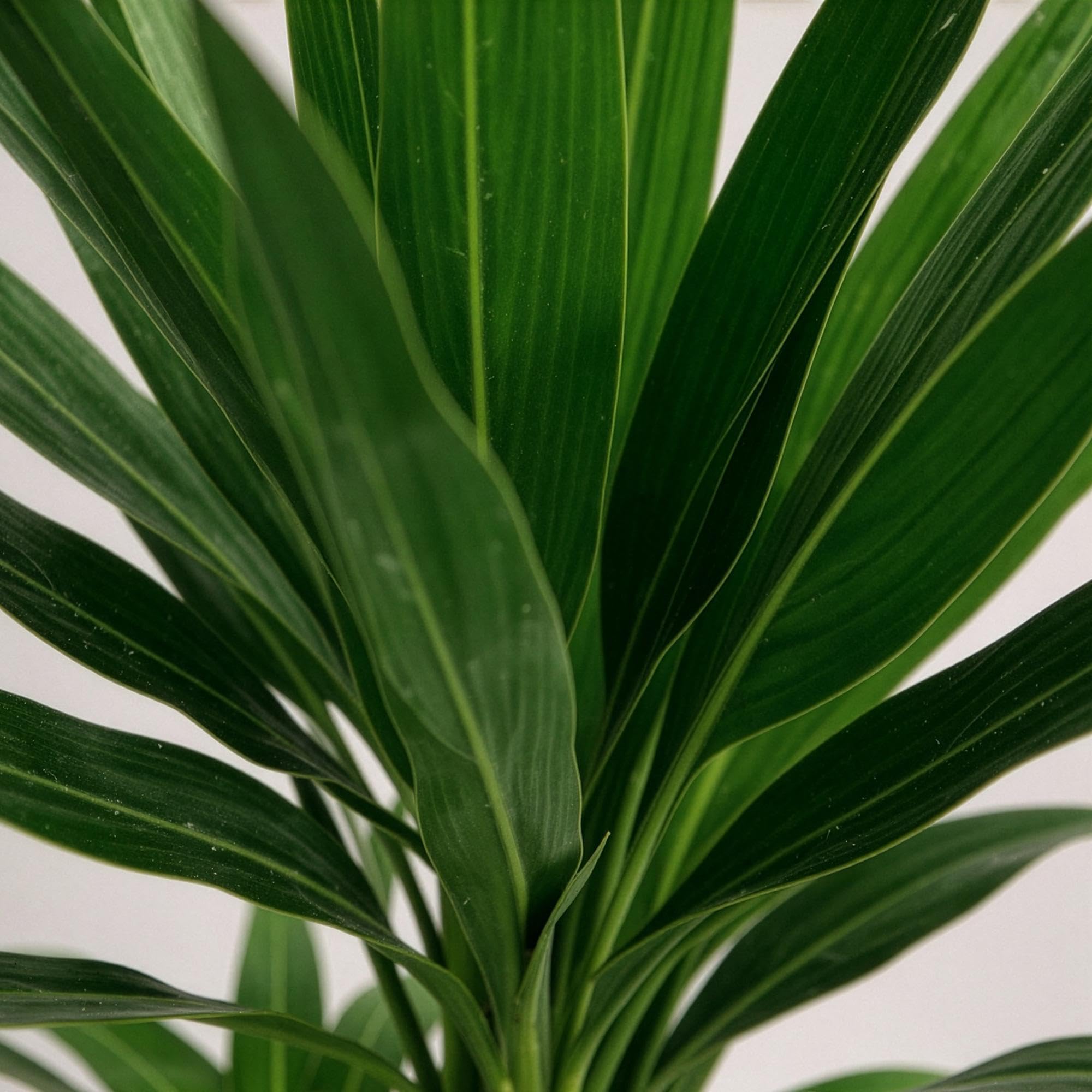 Giglio di palma Yucca Elephantipes – 75 cm – 17 cm – Giglio di palma facile da pulire con foglie verdi strette – Pianta robusta e purificante dell'aria per interni moderni