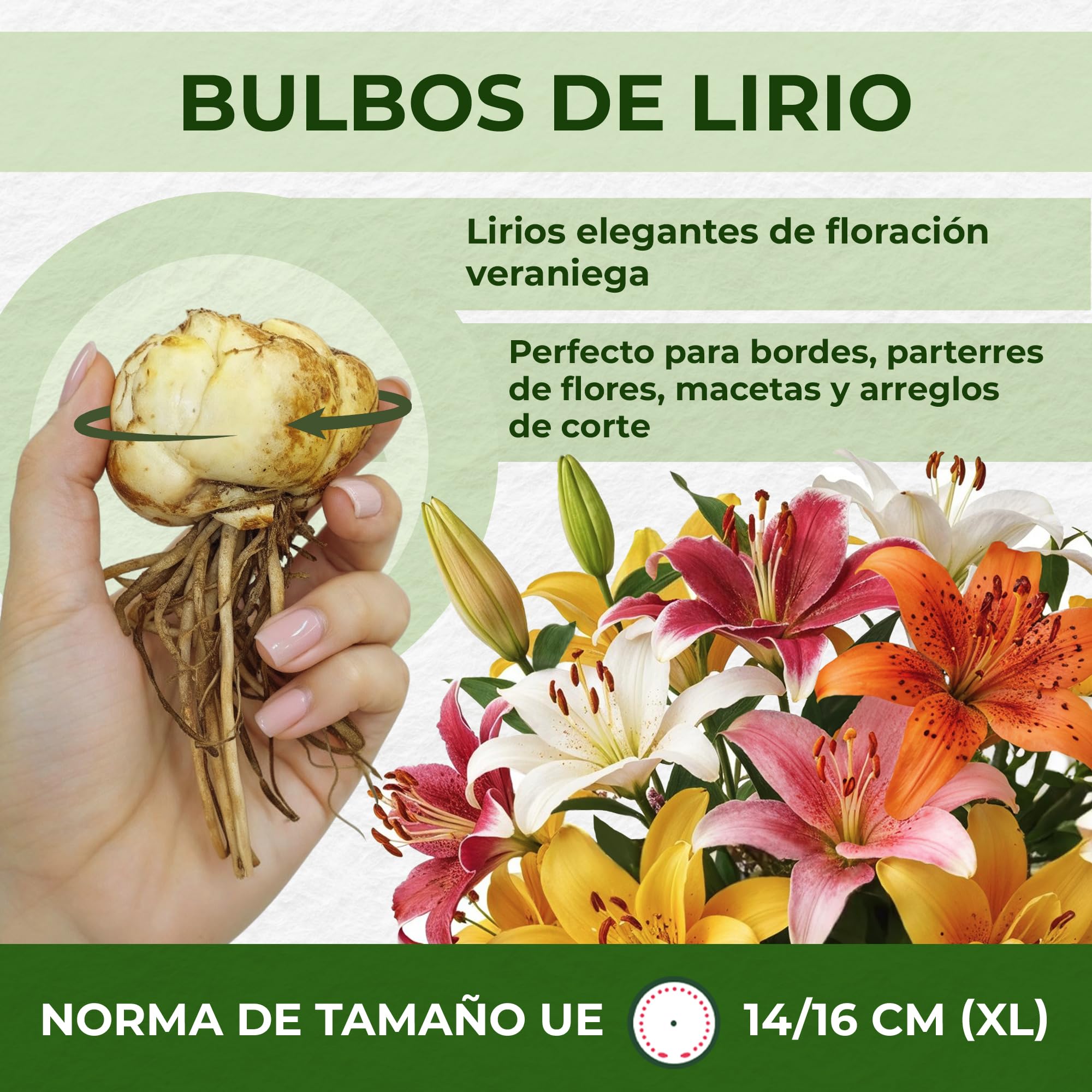 Colección de 15 bulbos de lirio de jardín Matrix, mezcla de 5 variedades, 3 de cada color, bulbos de flores perennes y resistentes al invierno, mezcla de Holanda para jardín y maceta