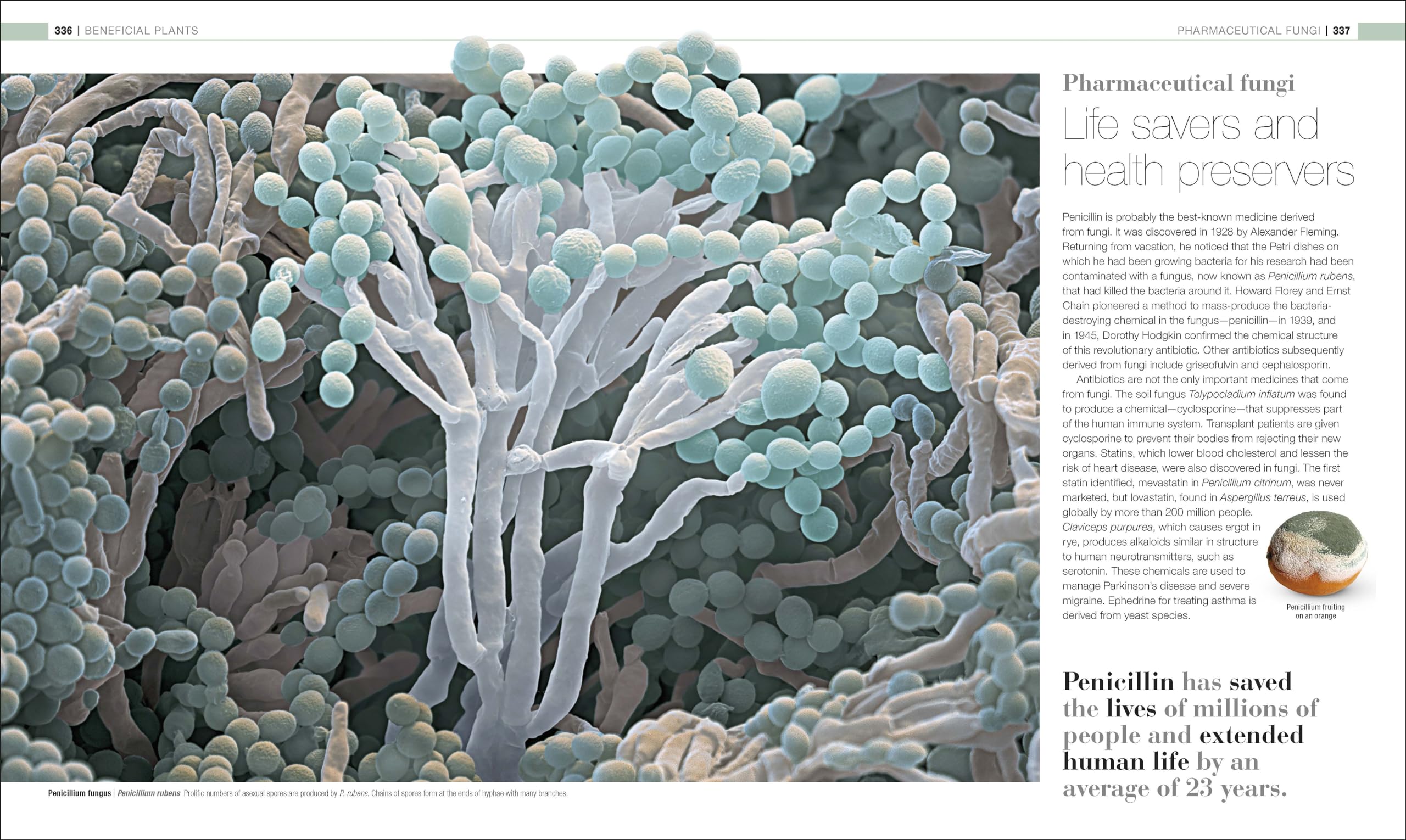 Plants and Fungi: The Definitive Visual Encyclopedia (DK Definitive Visual Encyclopedias) - Image 8