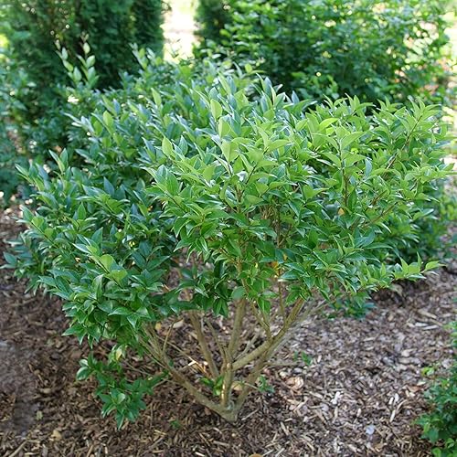 Kindly Privet - Ligustrum japonicum - Maceta de 4" - Ganadores probados disponible en Yaxa Venezuela
